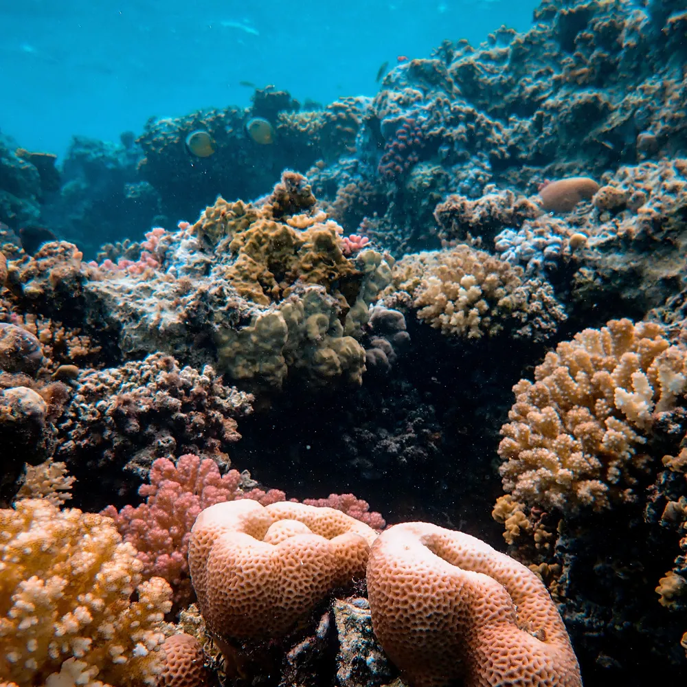 Dive Sipadan-Kapalai