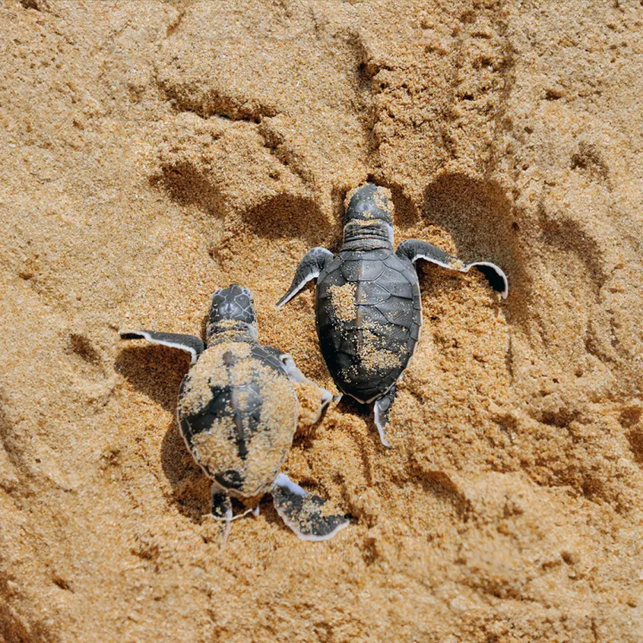 Sandakan Wildlife Safari