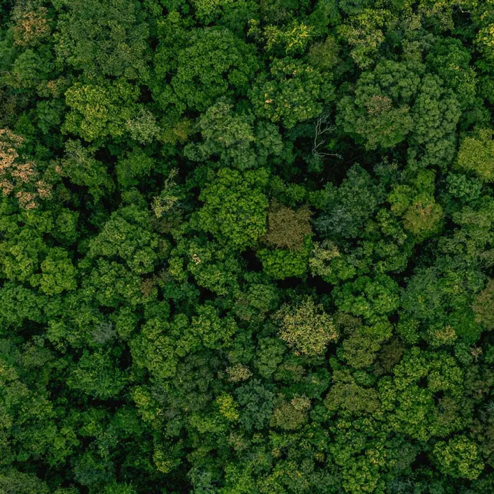 Borneo Rainforest Explorer