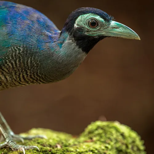 Birding in Borneo - East Coast