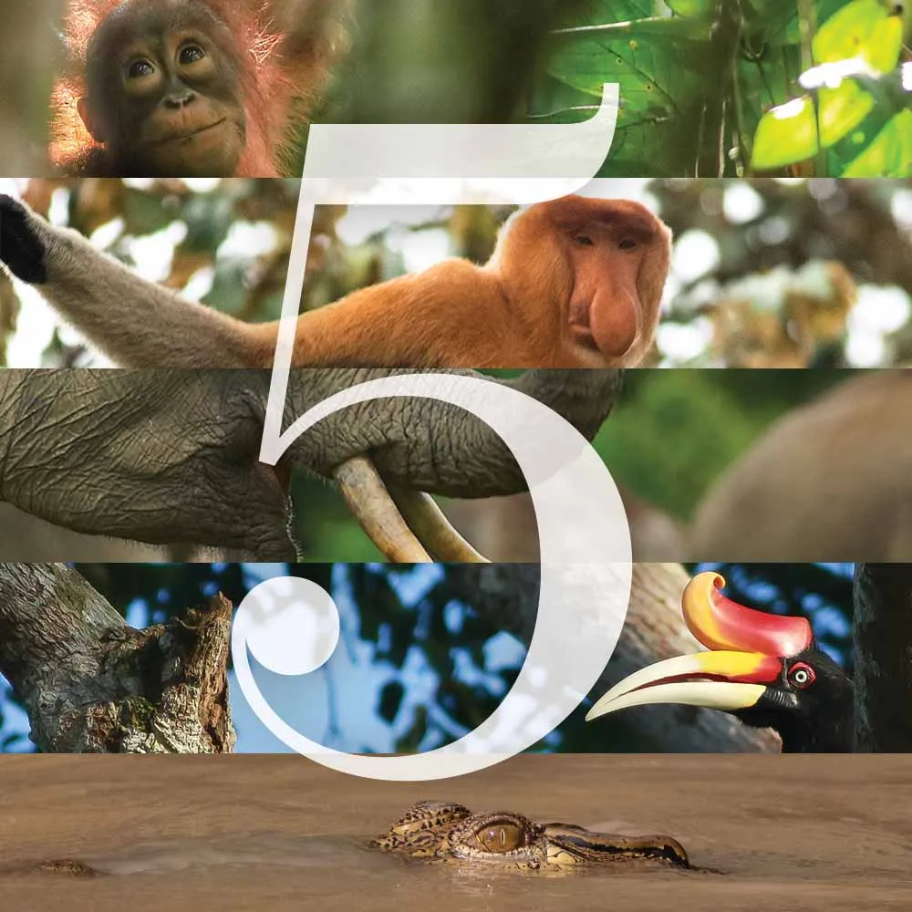 Borneo Big 5 Borneo Big 5