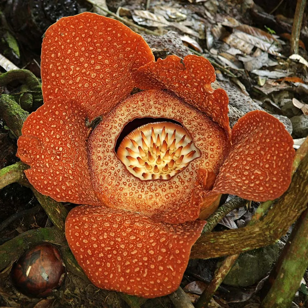 Kinabalu Park and Poring Hot Springs Kinabalu Park and Poring Hot Springs