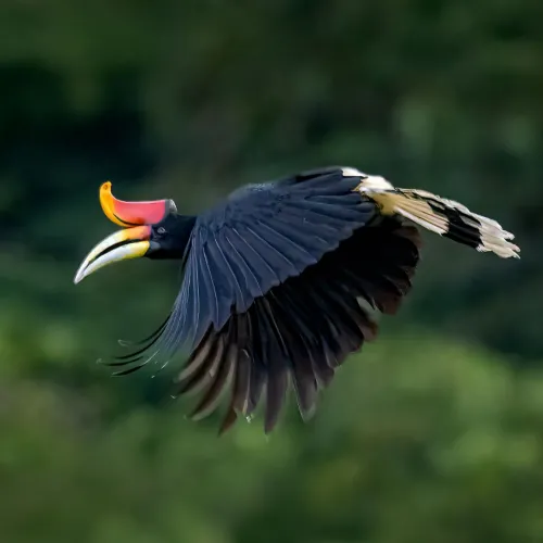 Borneo Wildlife Safari