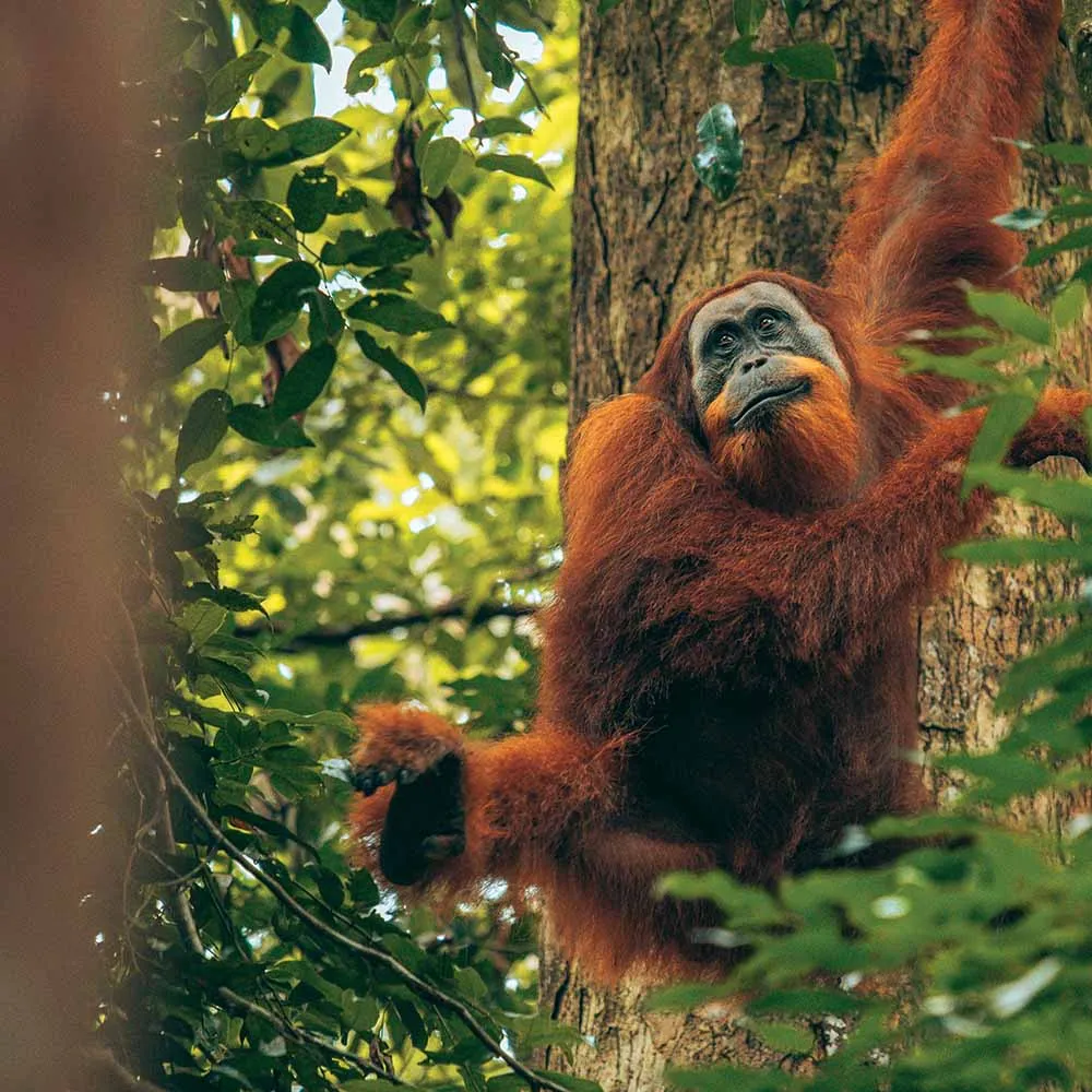 Orang Utan Search Orang Utan Search