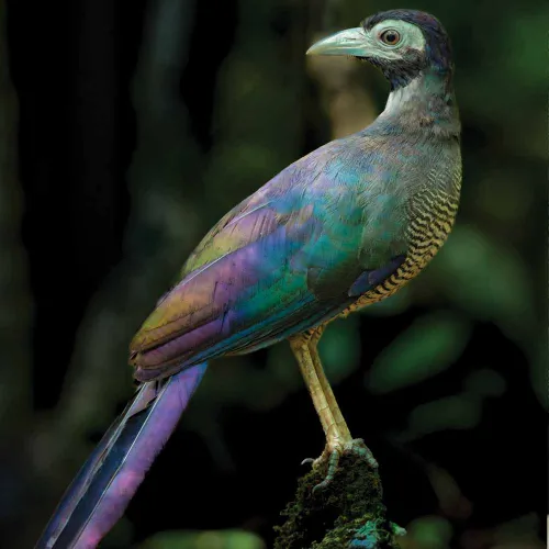 Utan Wildlife Experience