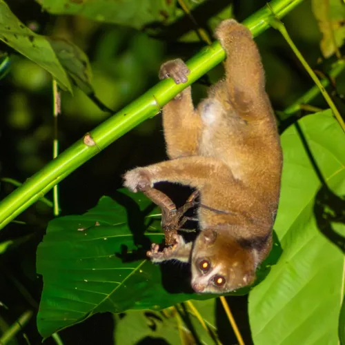 Kinabalu and Deramakot Wildlife