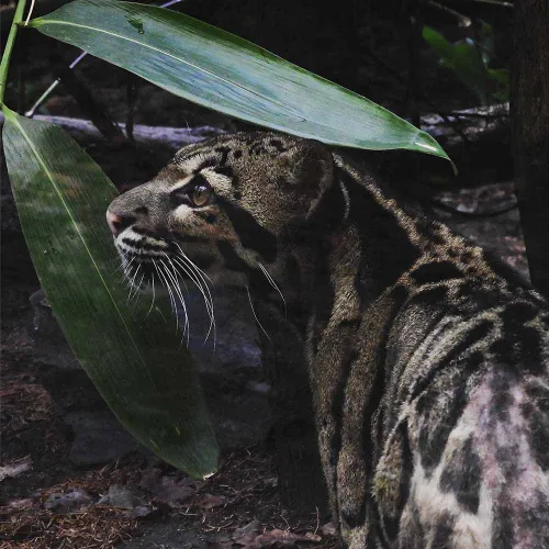 Deramakot Forest Wildlife Safari