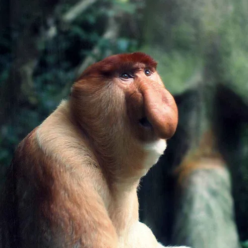 Sabah Rainforest Safari