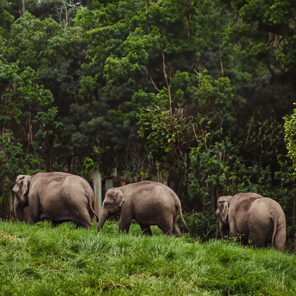 Sabah Wildlife Safari Sabah Wildlife Safari