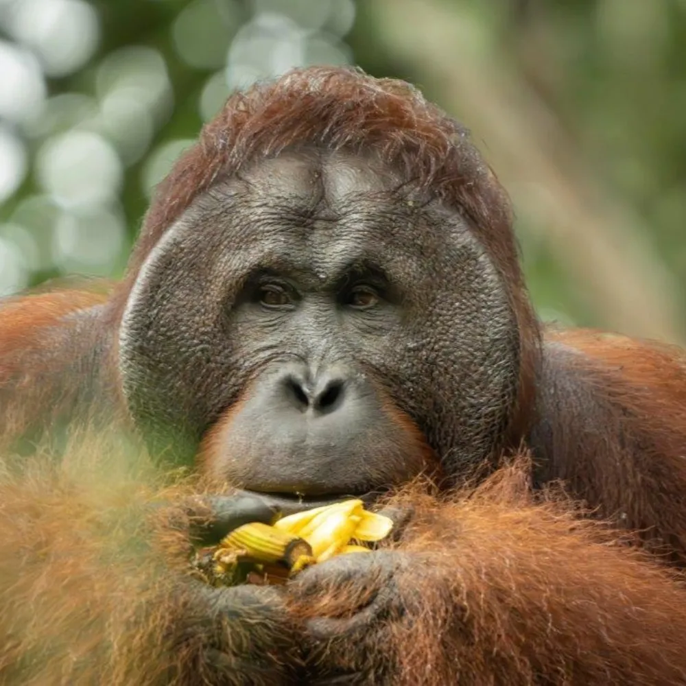 Orang Utan and Bidayuh Cultural Experience
