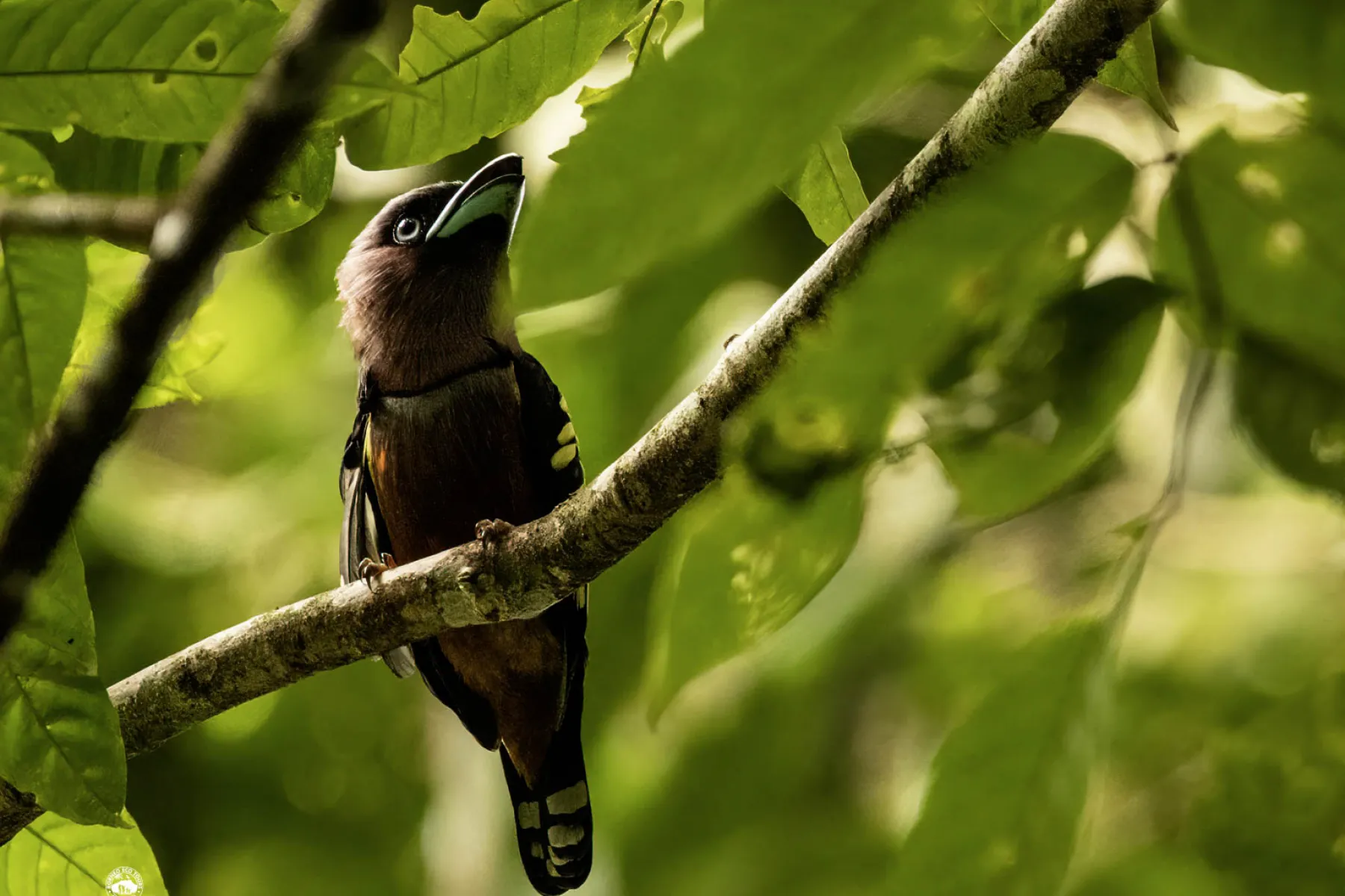 Black and yellow broadbill