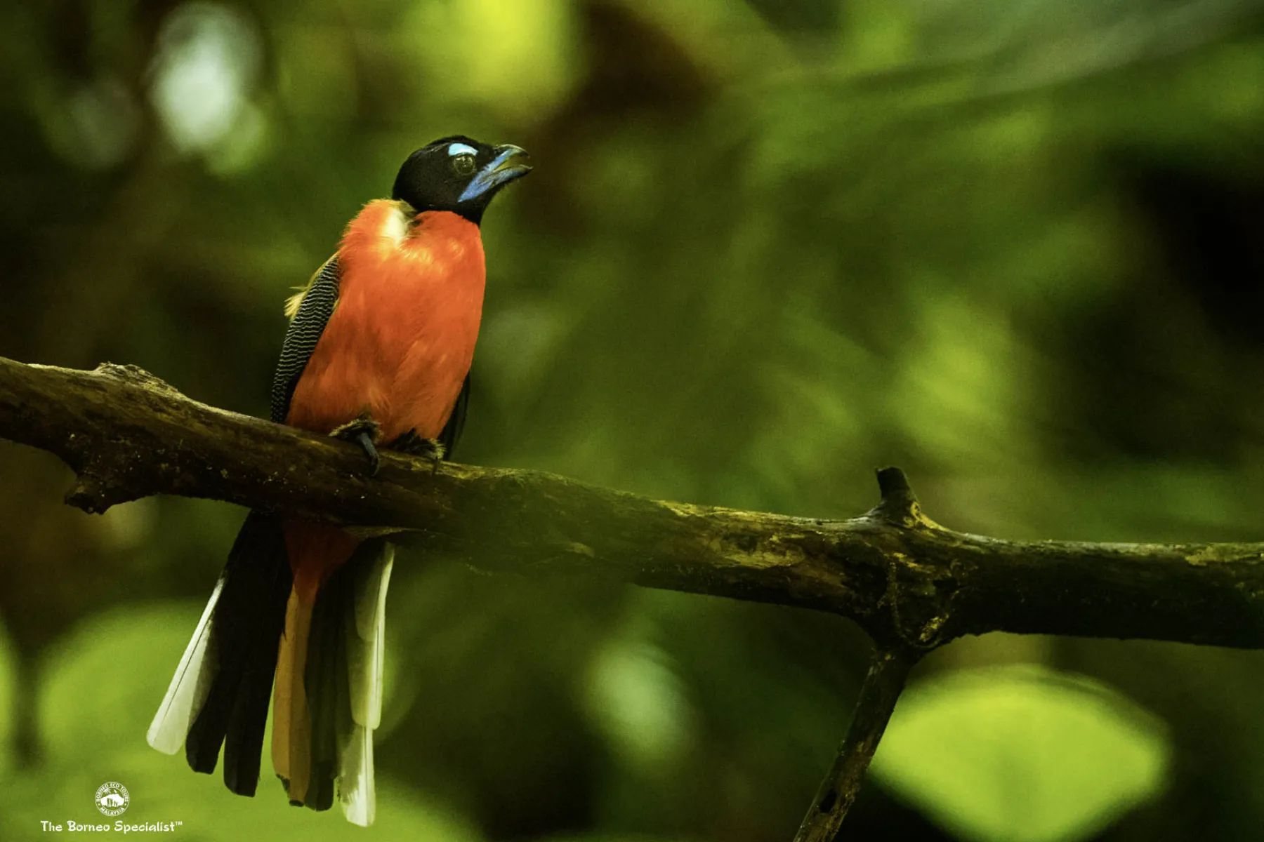 Scarlet rumped trogon