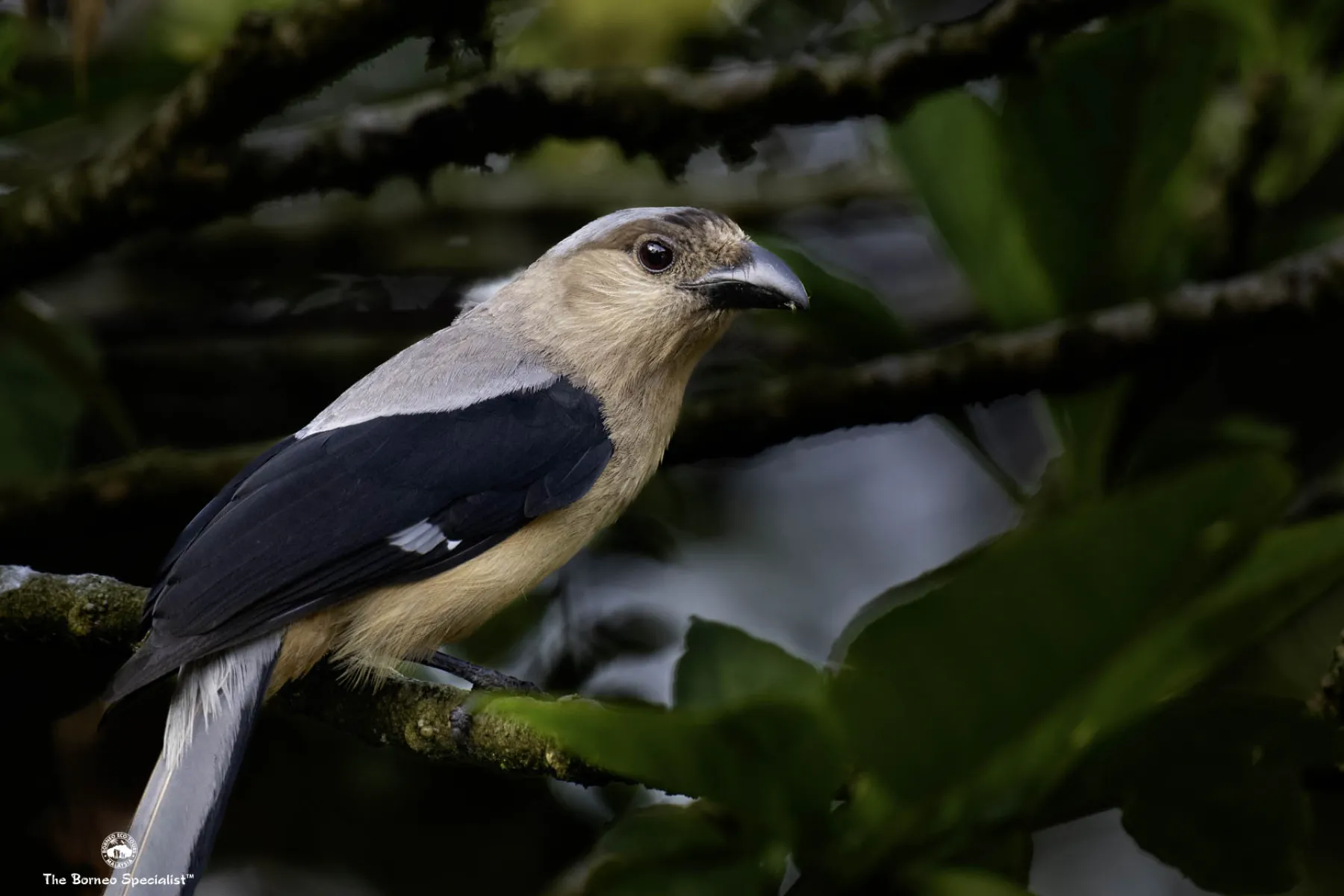 Bornean treepie