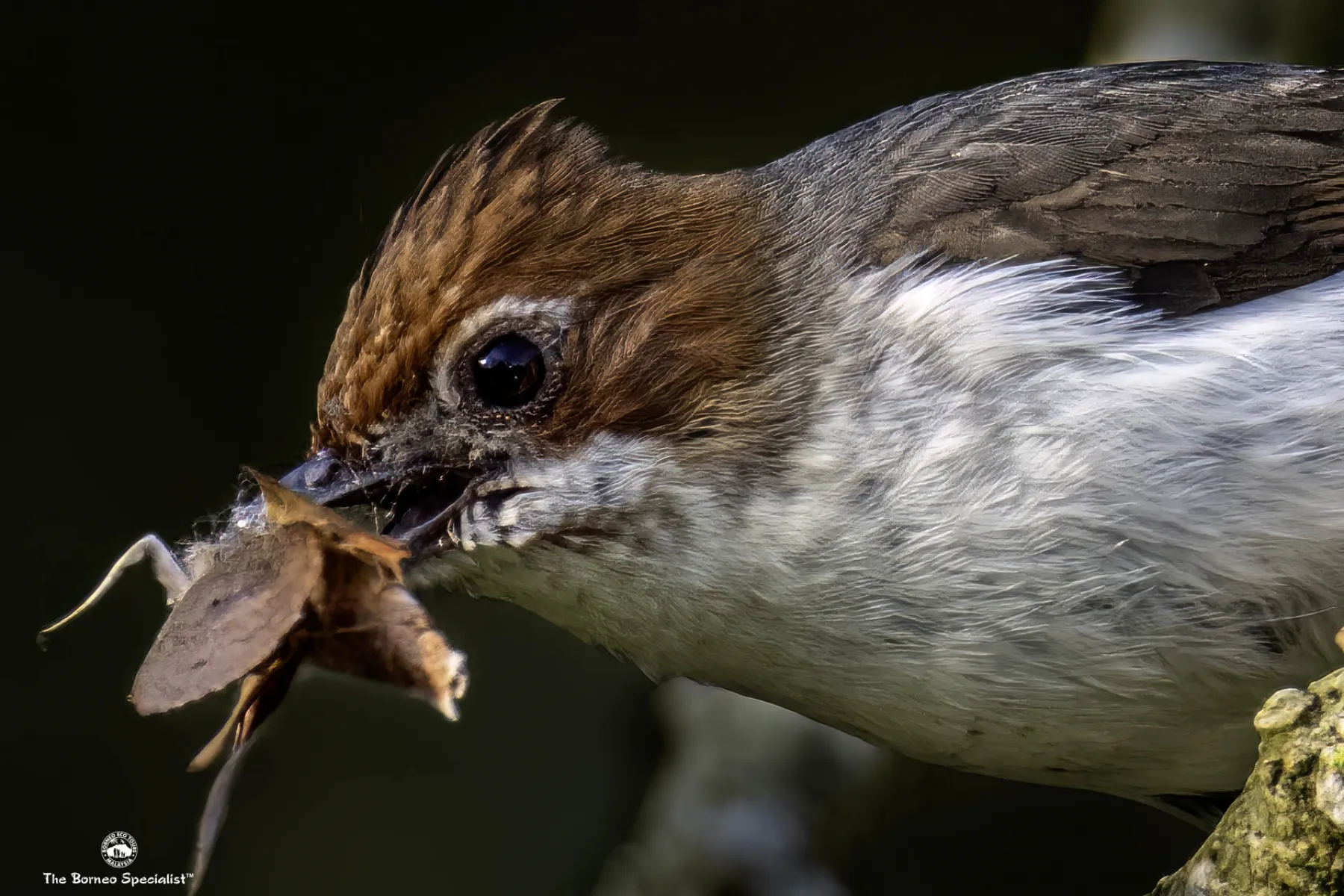 Chestnut-crested yuhina