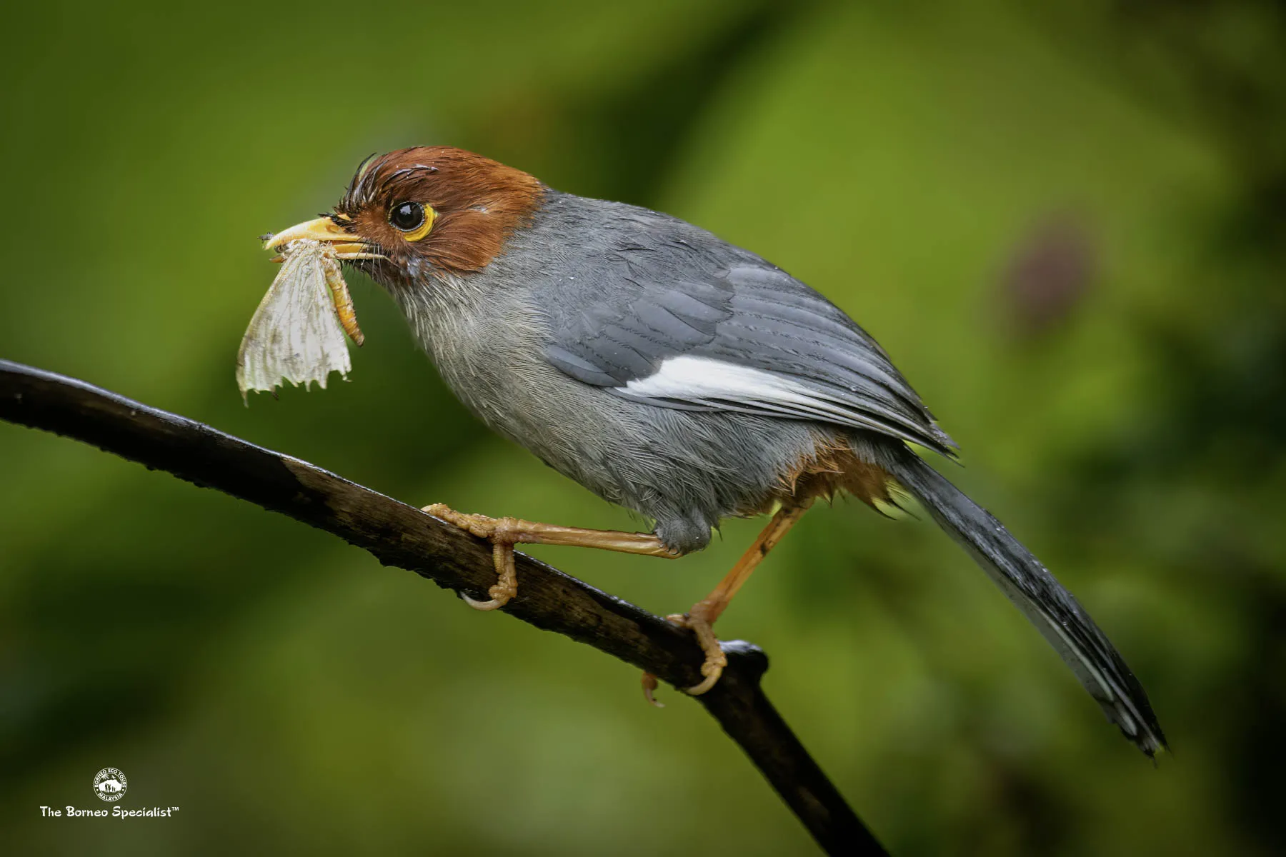 Chestnut-hooded laughing thrush