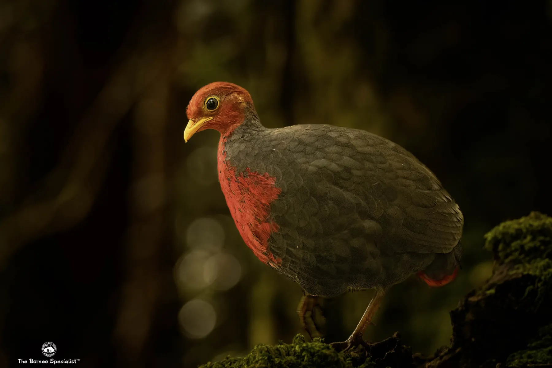 Crimson headed partridge