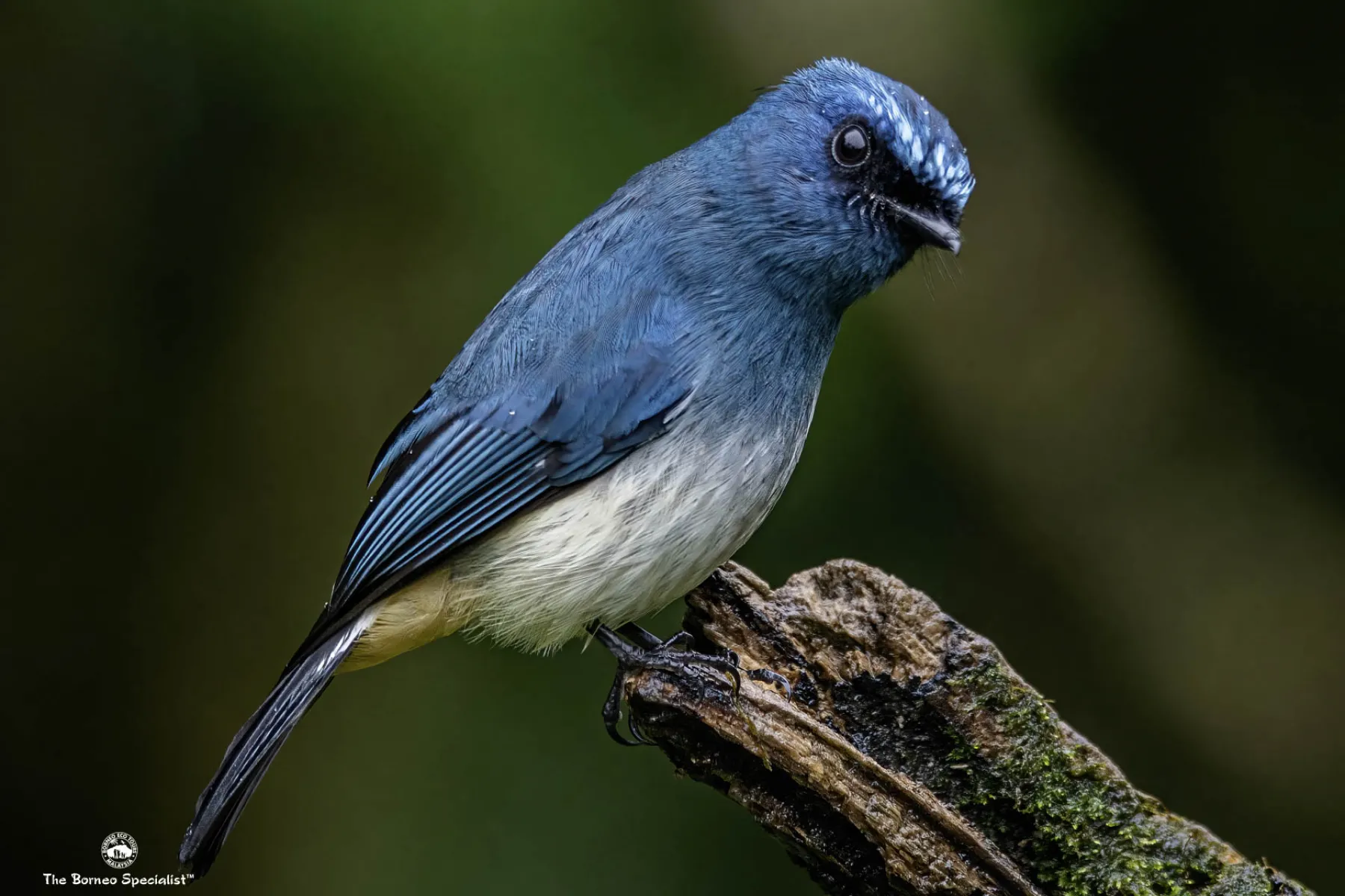 Indigo flycatcher