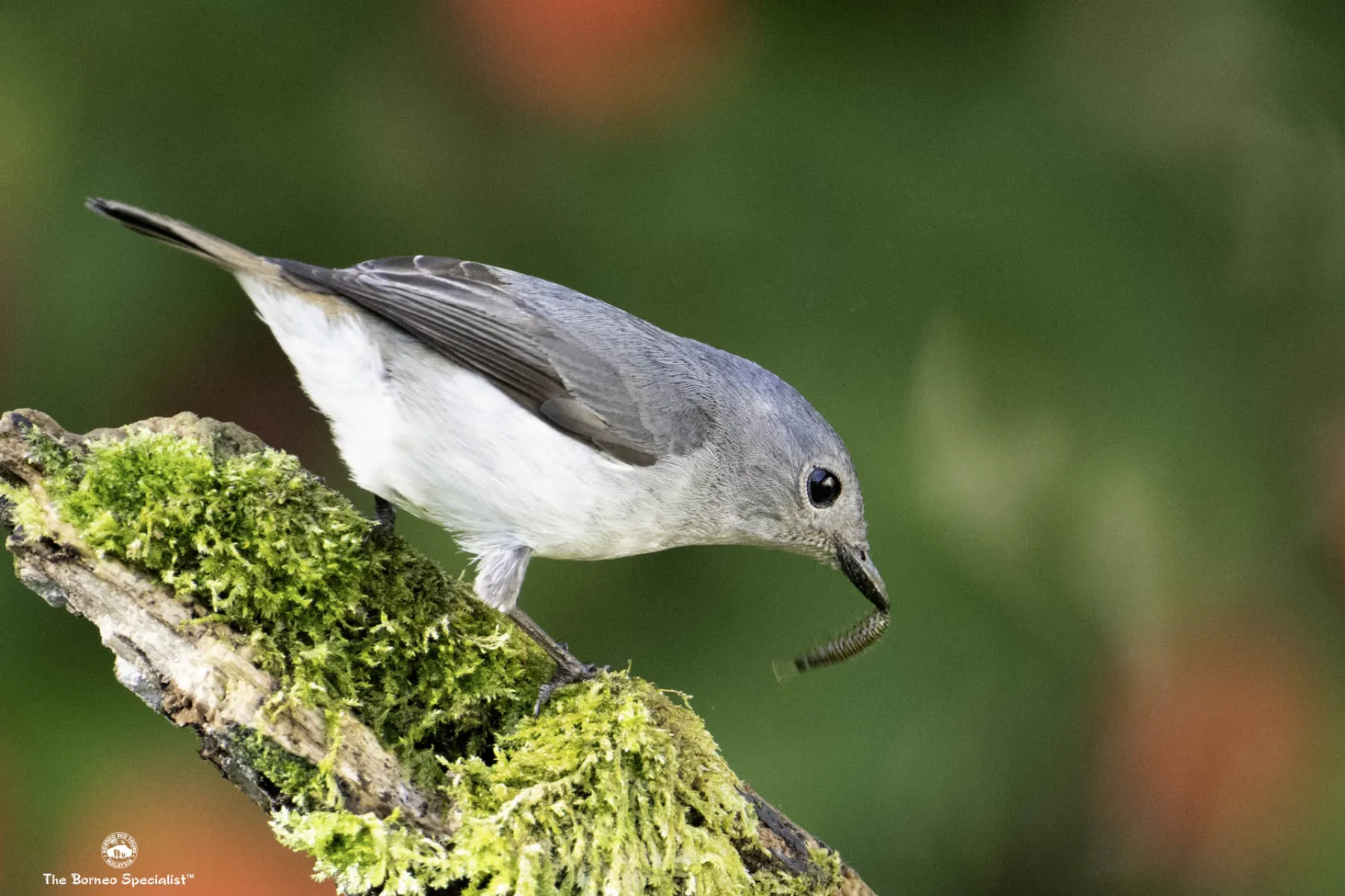 Little pied flycatcher female