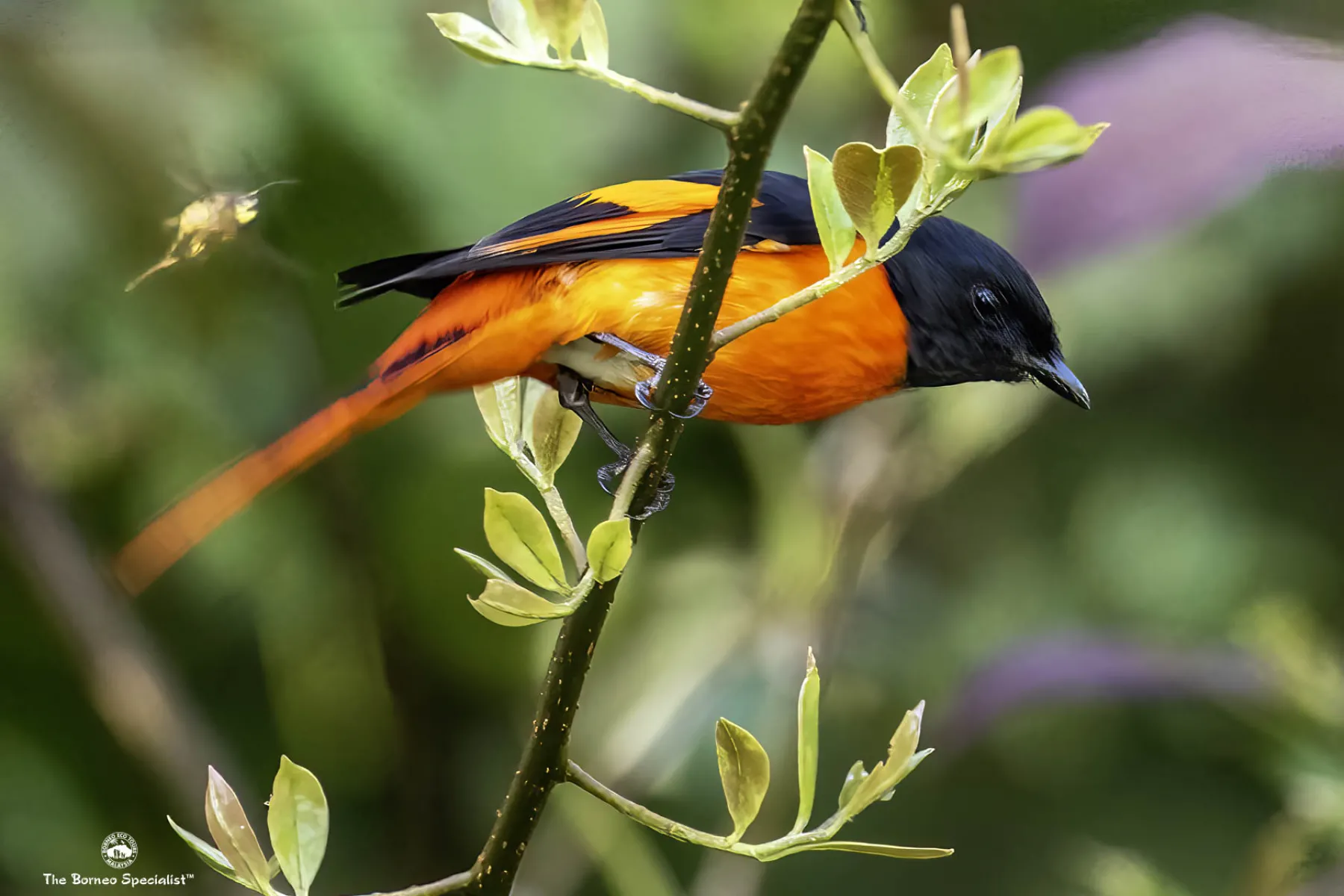 Scarlet minivet