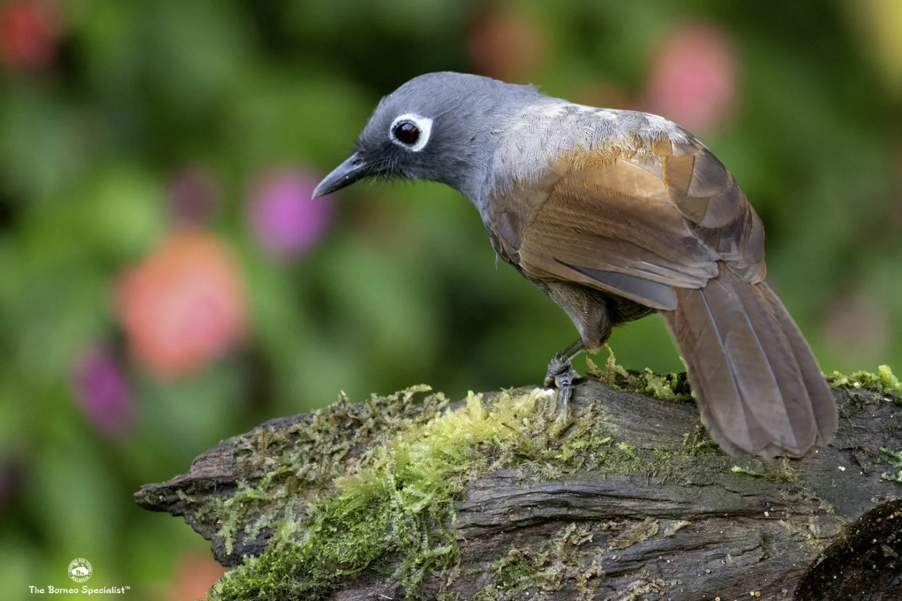 Sunda laughingthrush