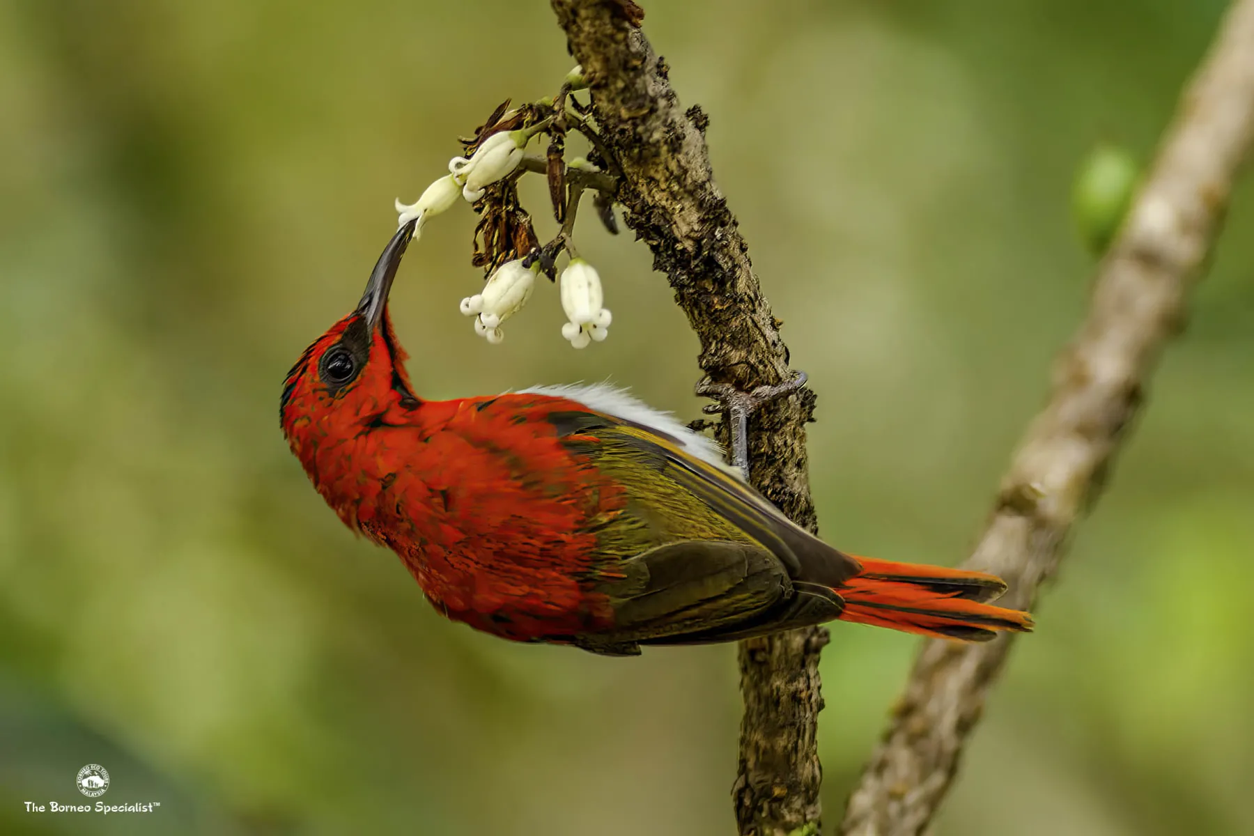 Temminck's sunbird