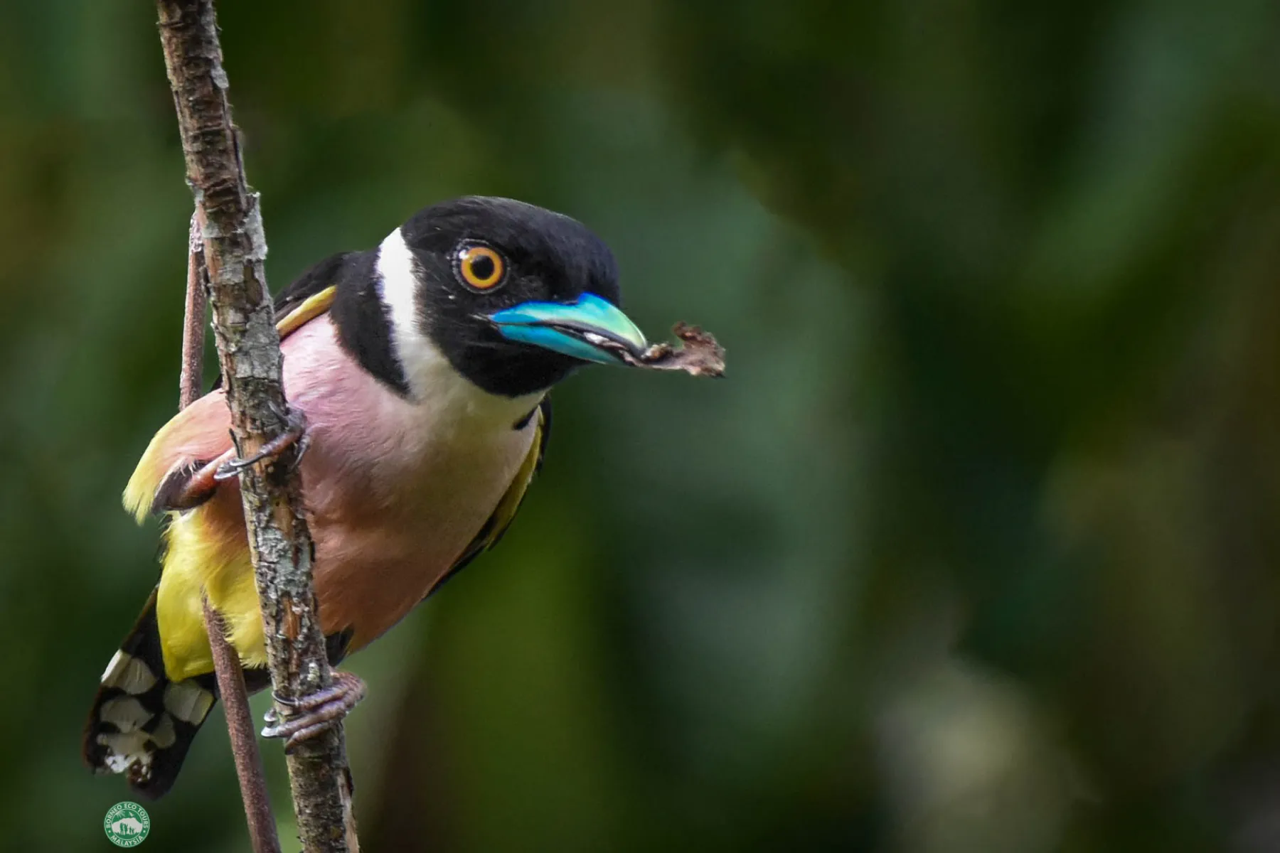 Black and yellow broadbill