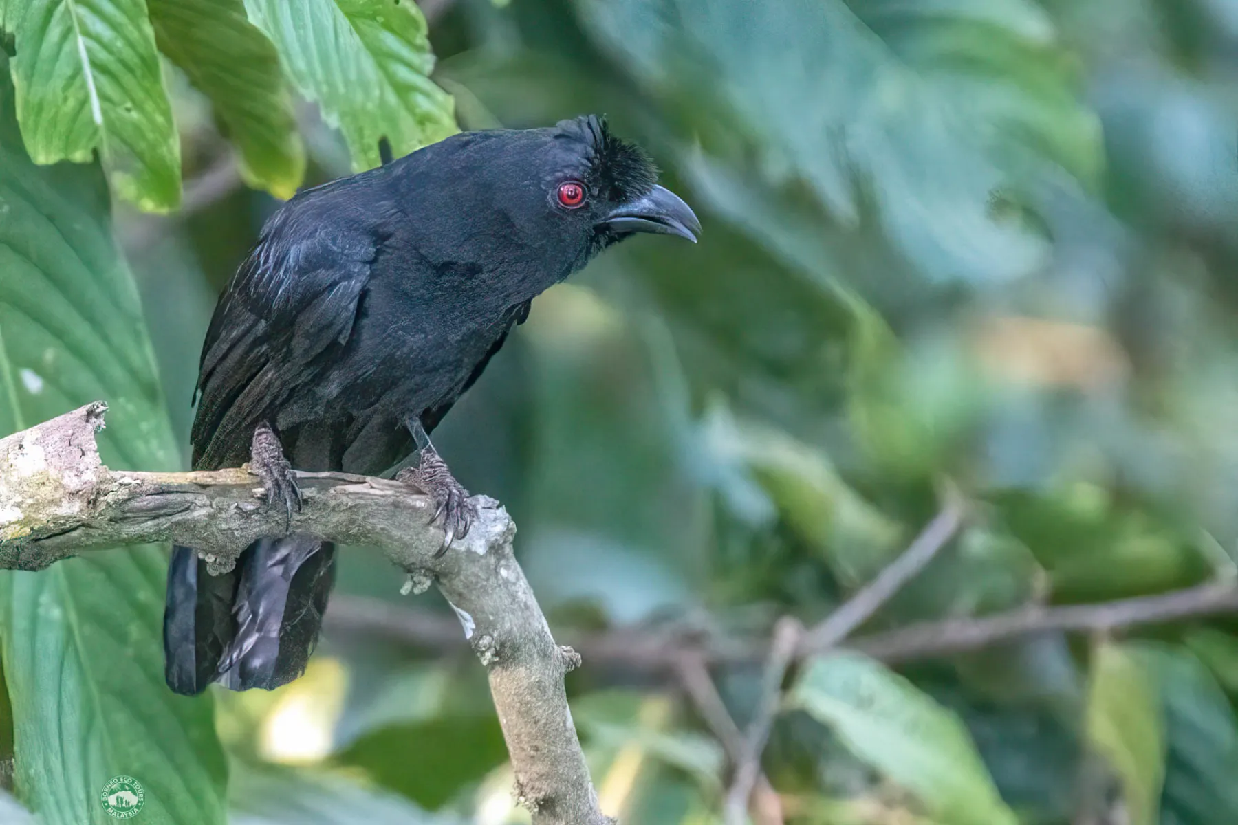 Bornean black magpie