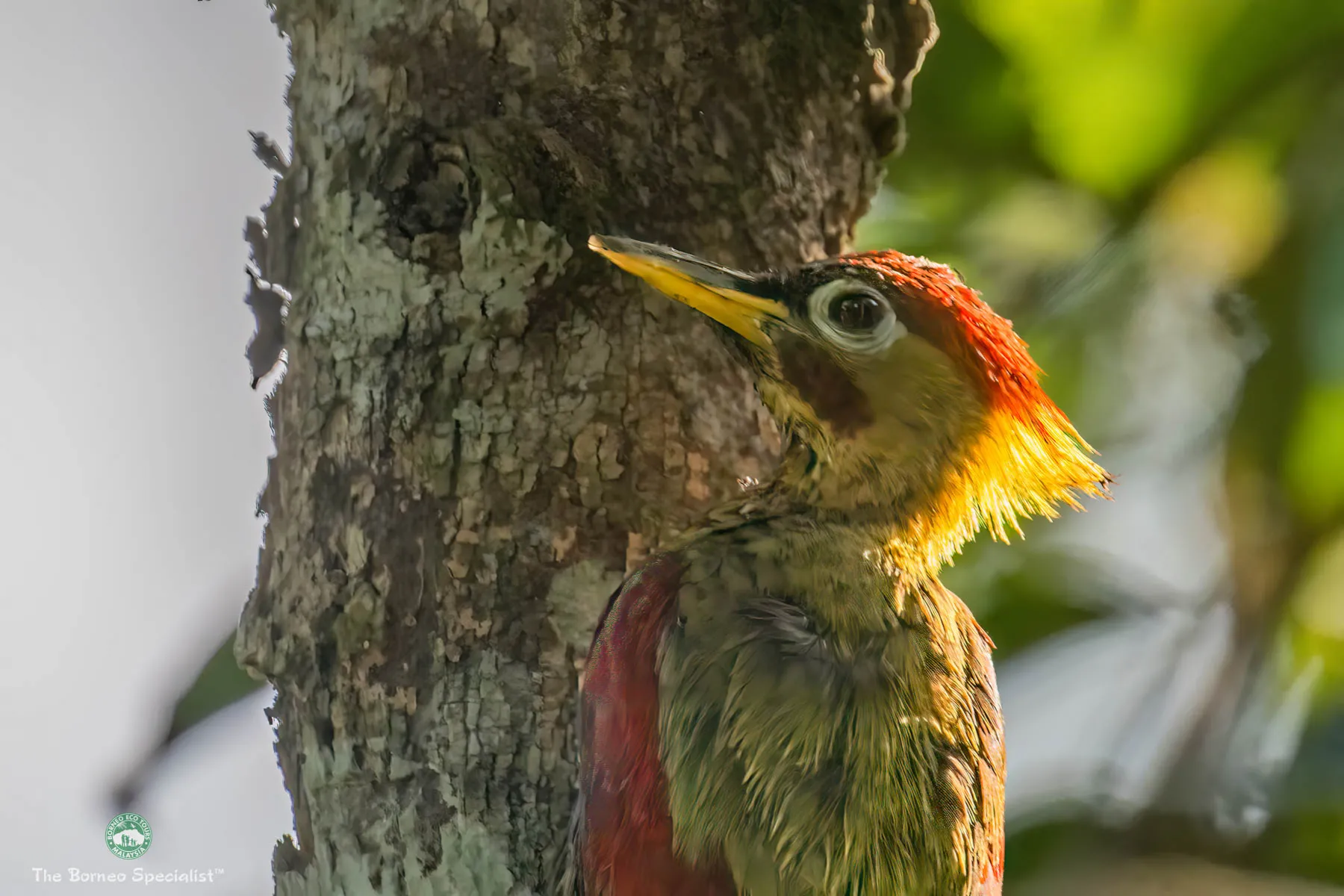 Crimson-winged woodpecker