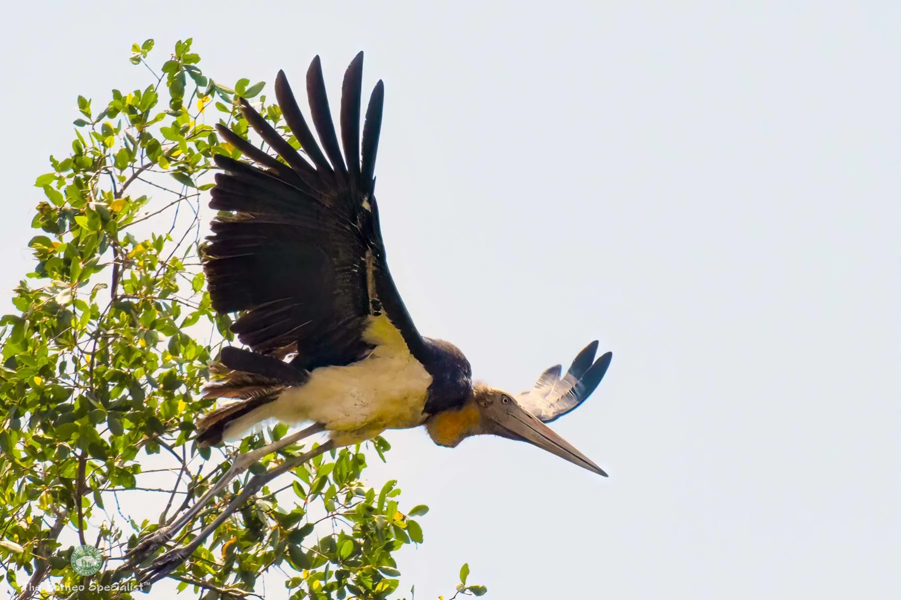 Lesser adjutant stork
