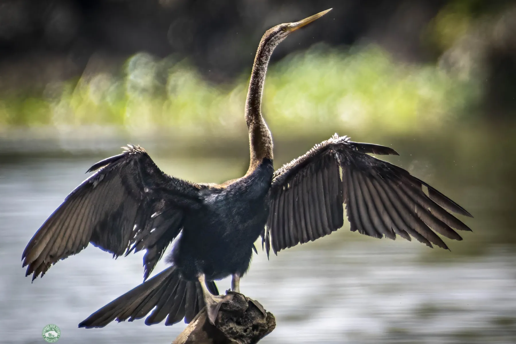 Oriental darter