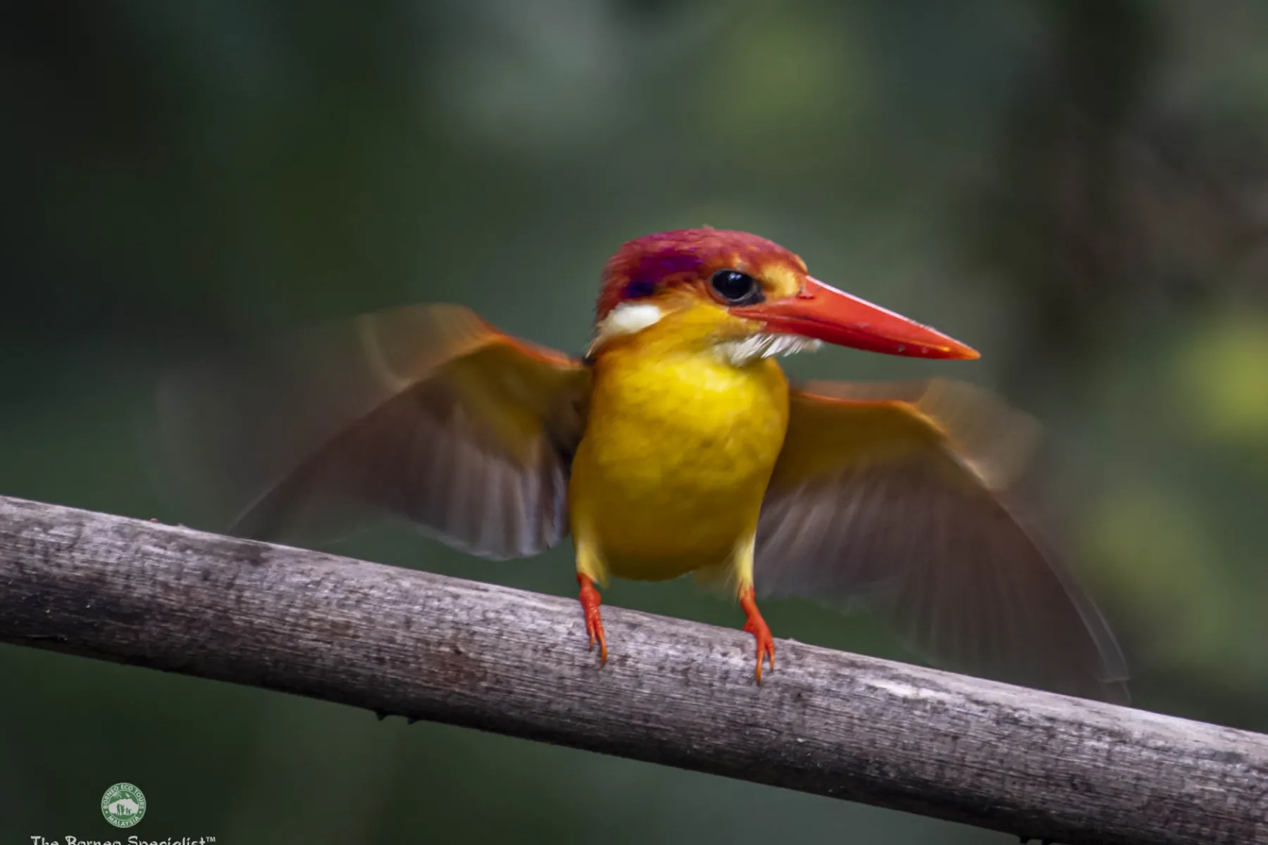 Oriental dwarf kingfisherr