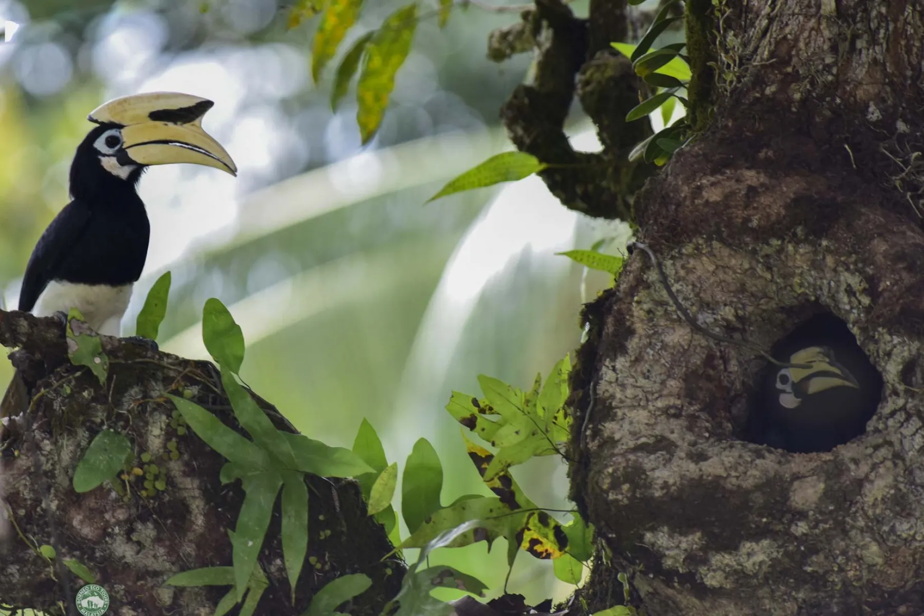 Oriental pied hornbill