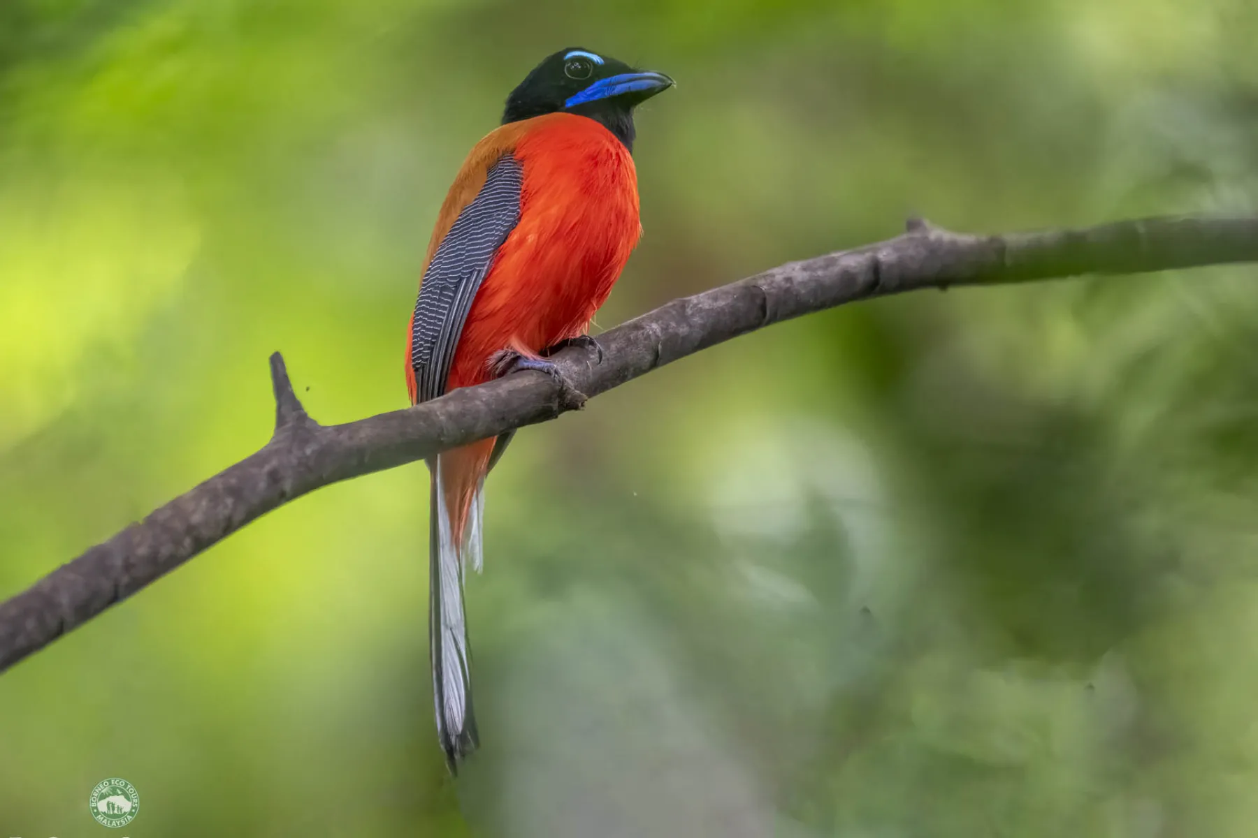 Scarlet rumped trogon