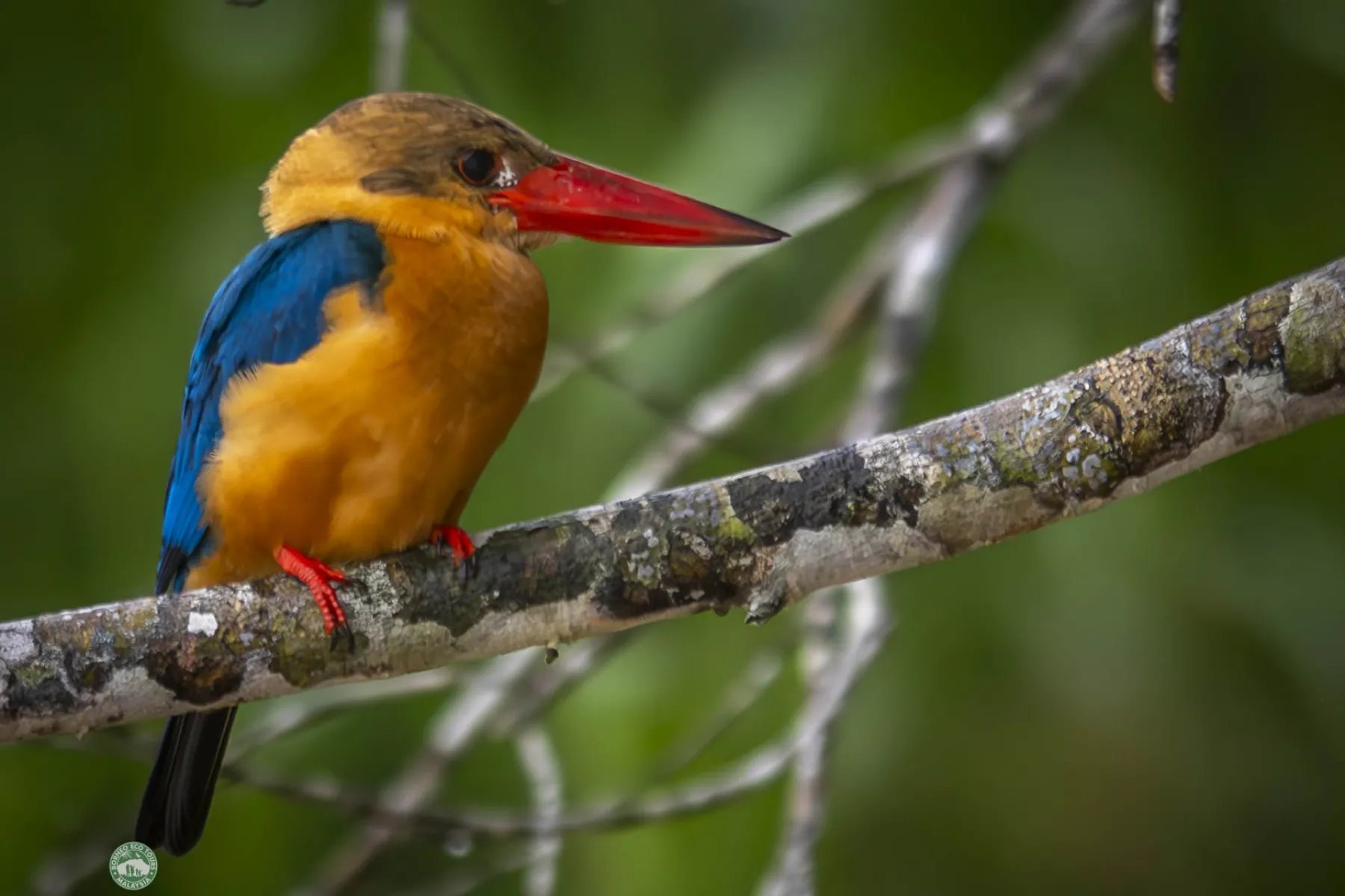 Stork billed kingfisher