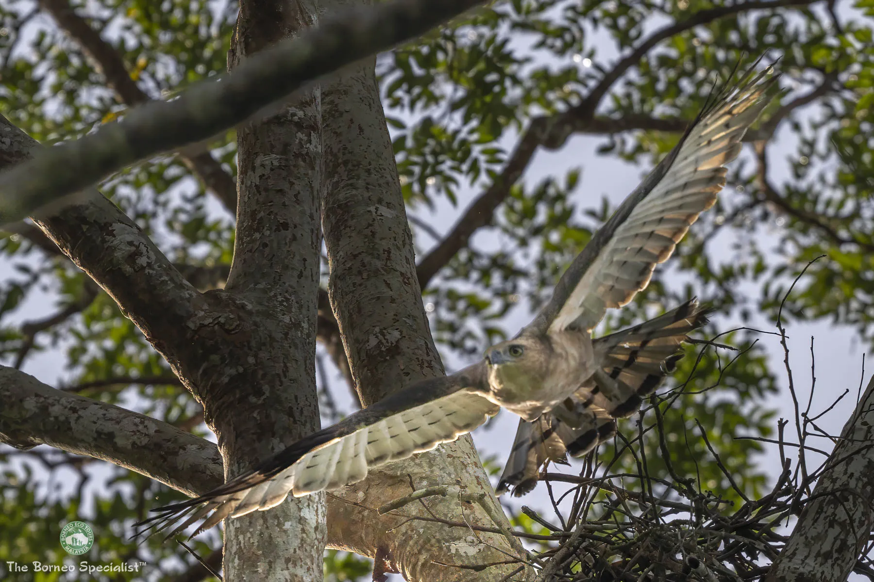 Wallace's hawk eagle