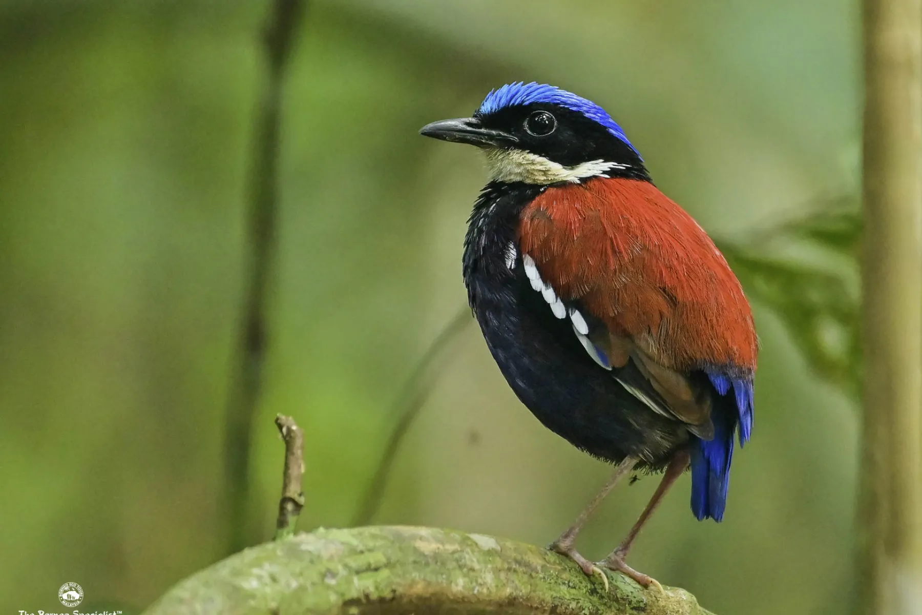 Bl;ue headed pitta male