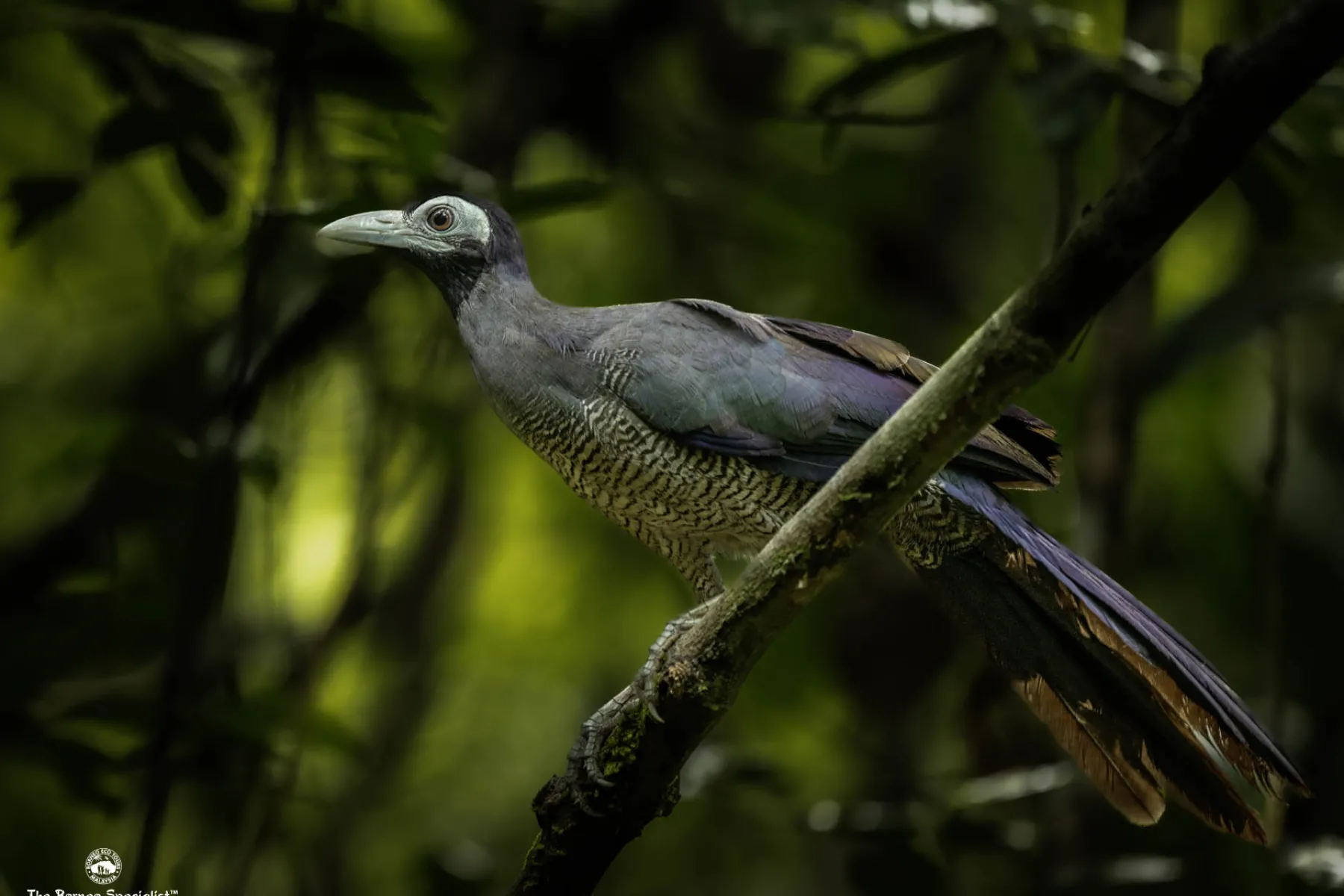 Bornean ground cuckoo