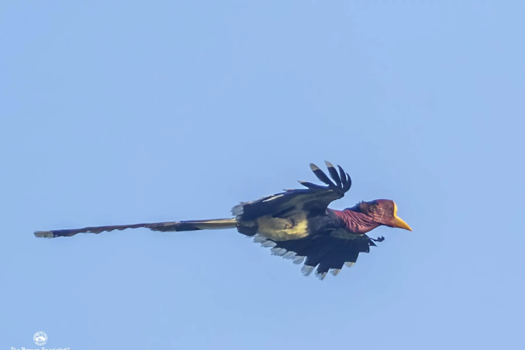 Helmetted hornbill