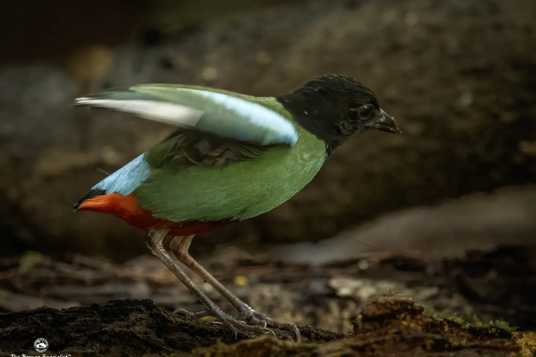 Hooded pitta