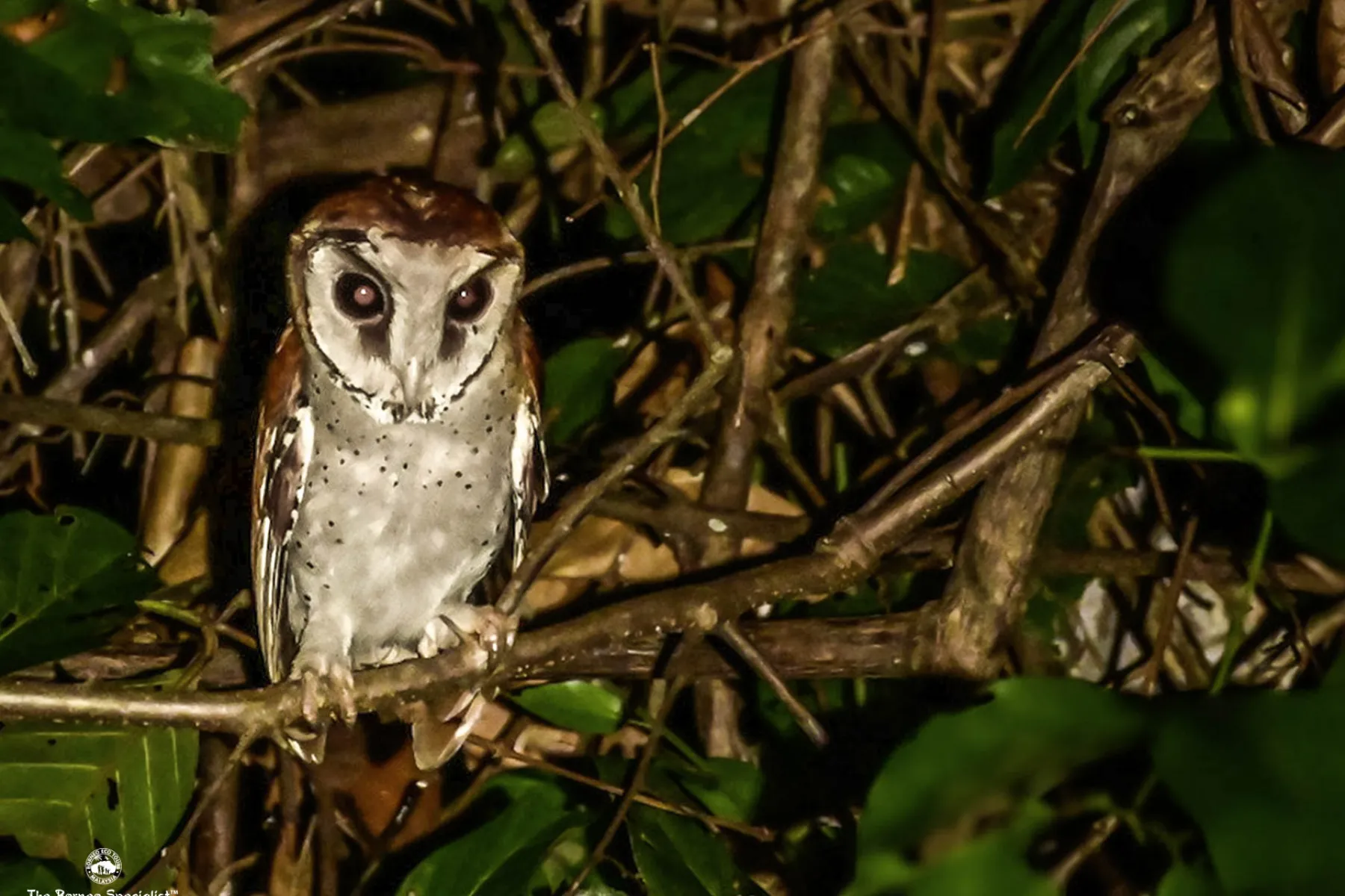 Oriental bay owl