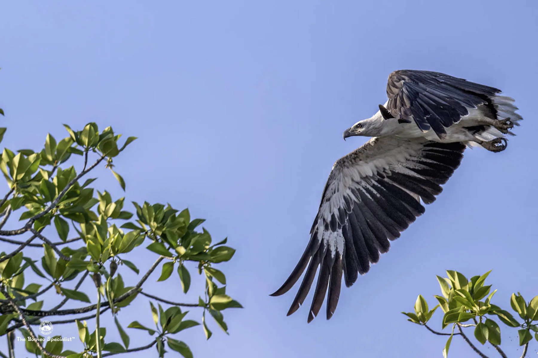White bellied sea eagle