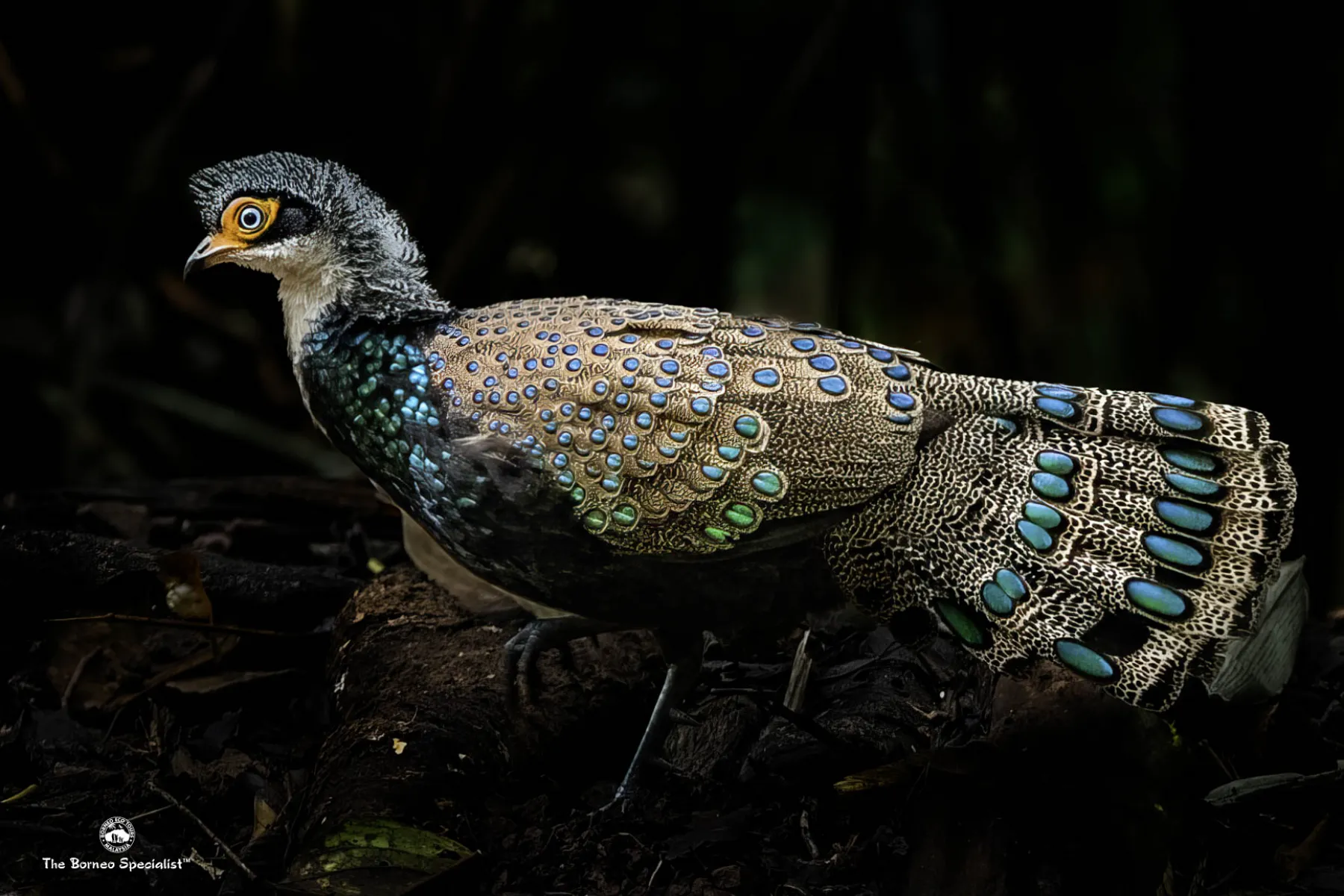 Bornean ground cuckoo