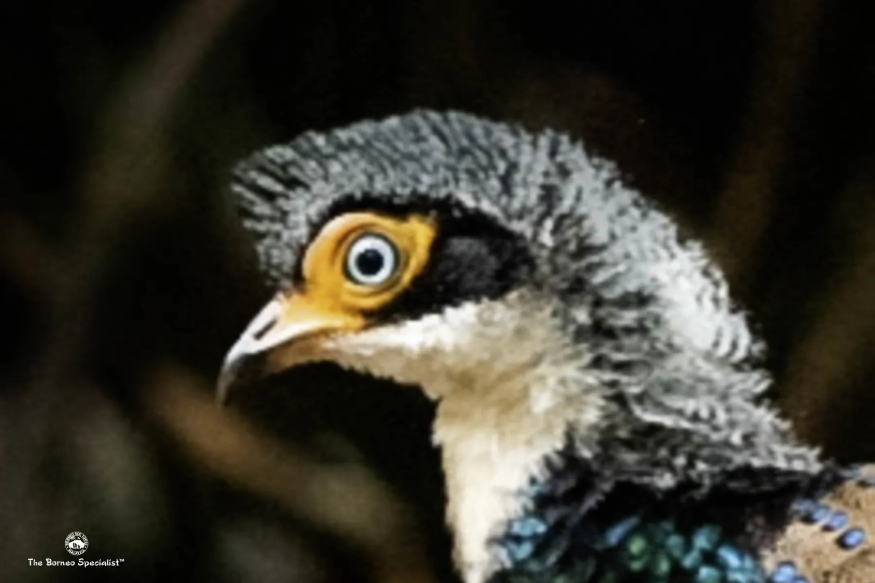 Bornean ground cuckoo