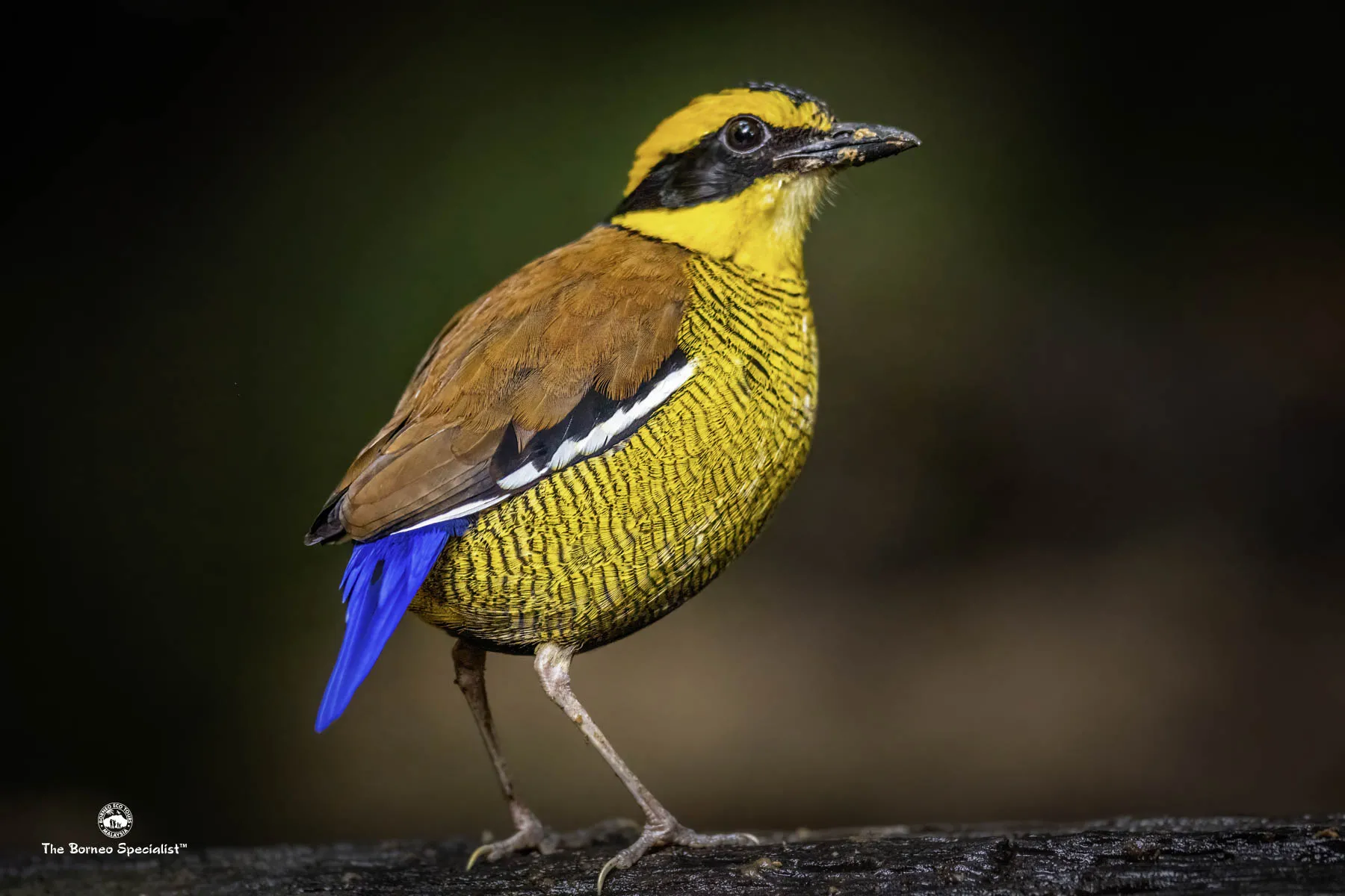 Bornean banded pitta male