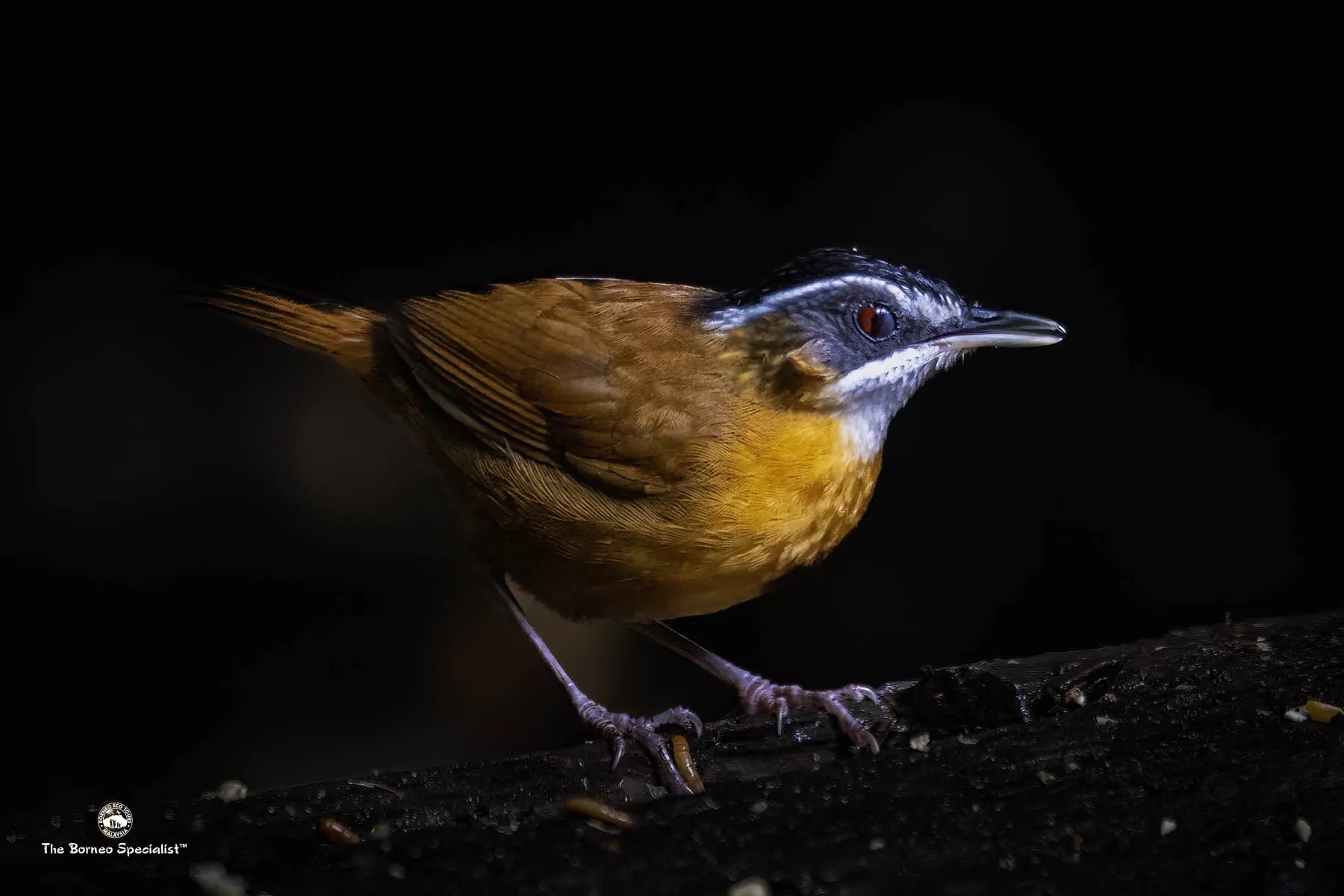 Bornean black capped babbler