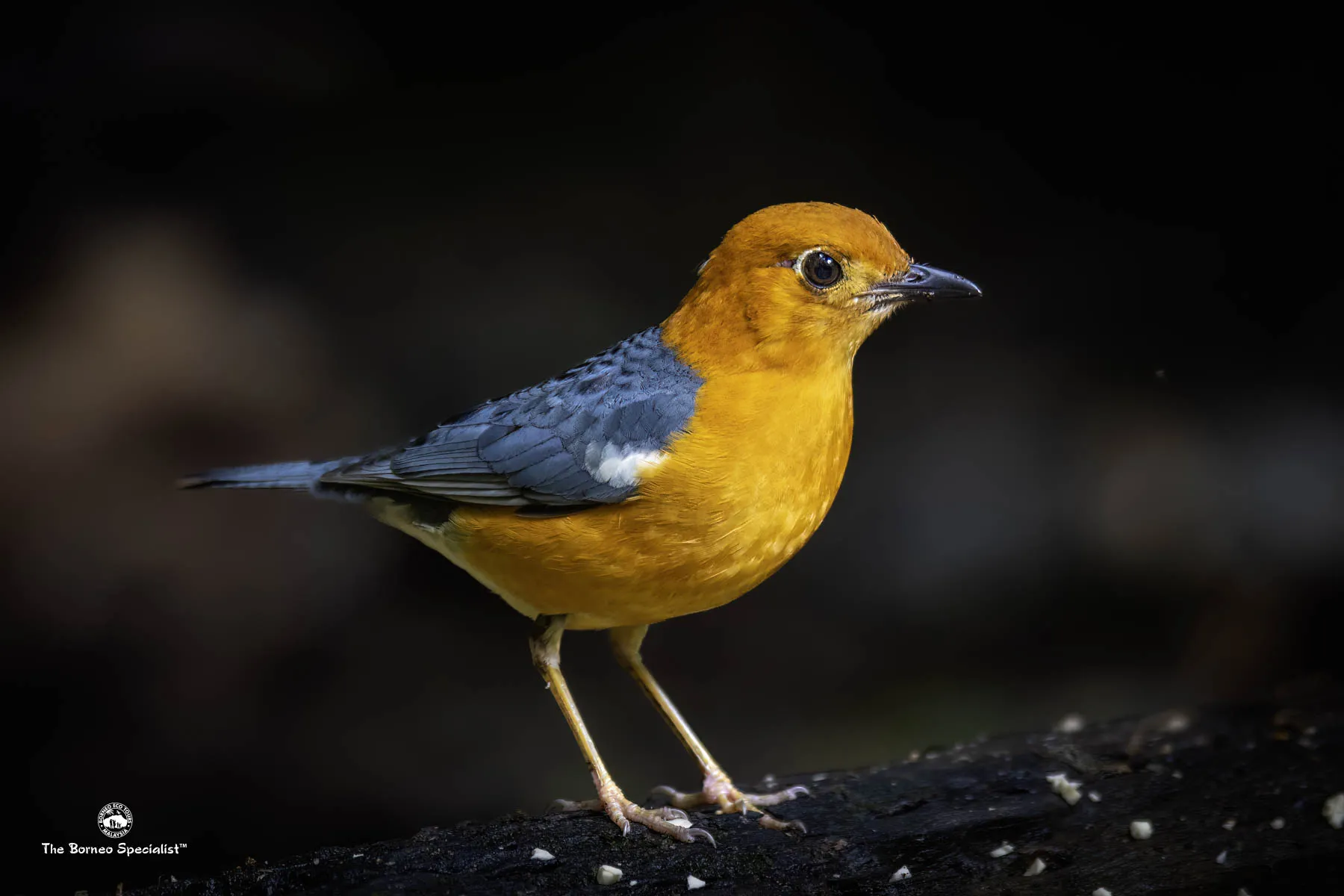 Orange headed thrush