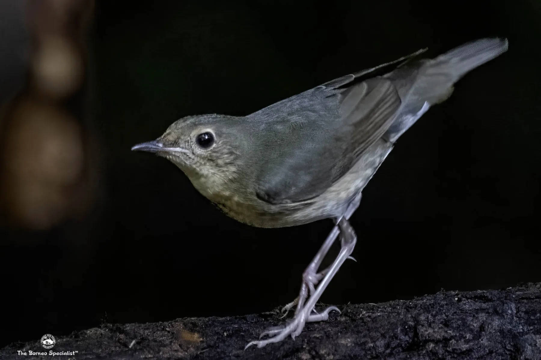 Siberian blue robbin