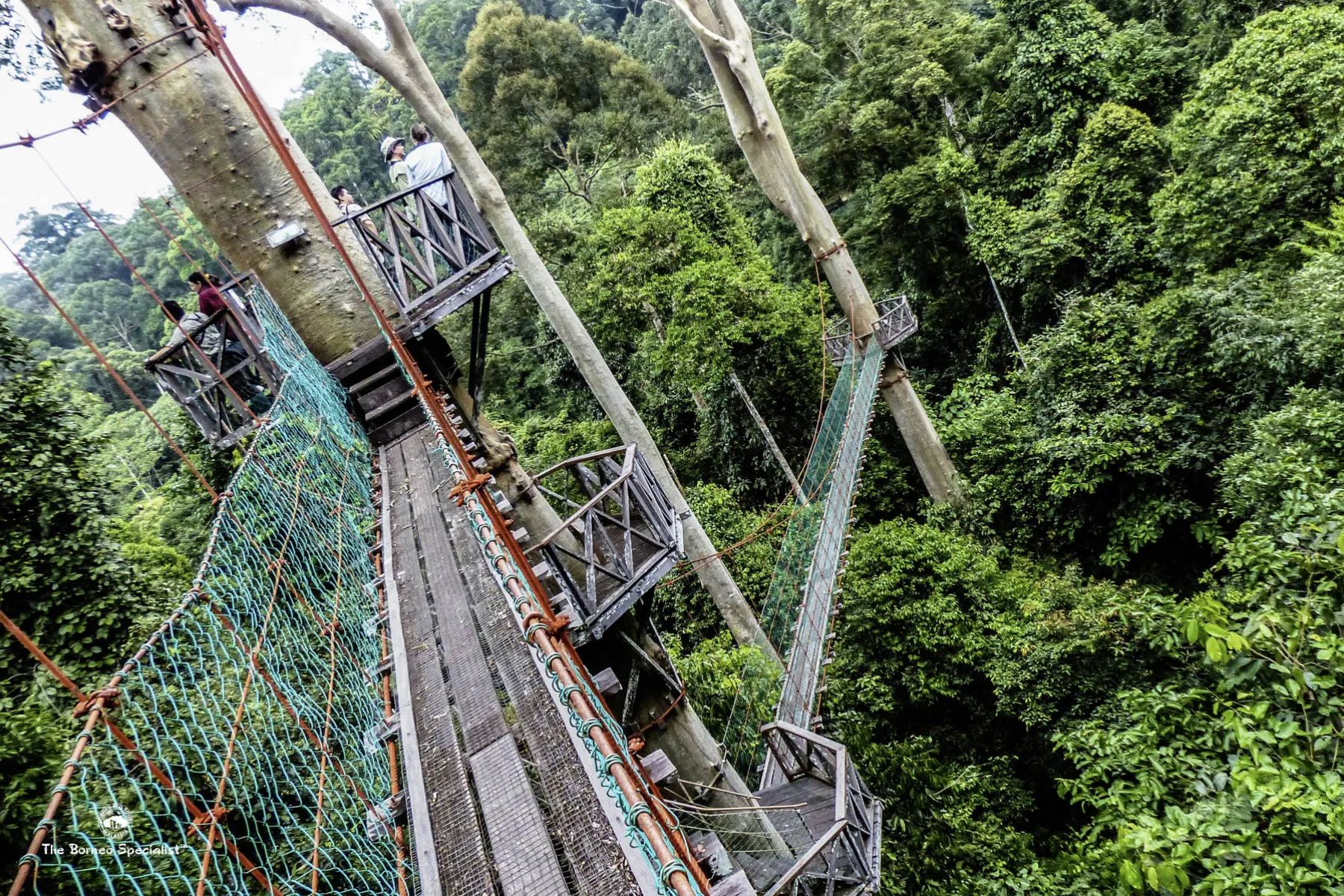 Rainforest skywalk