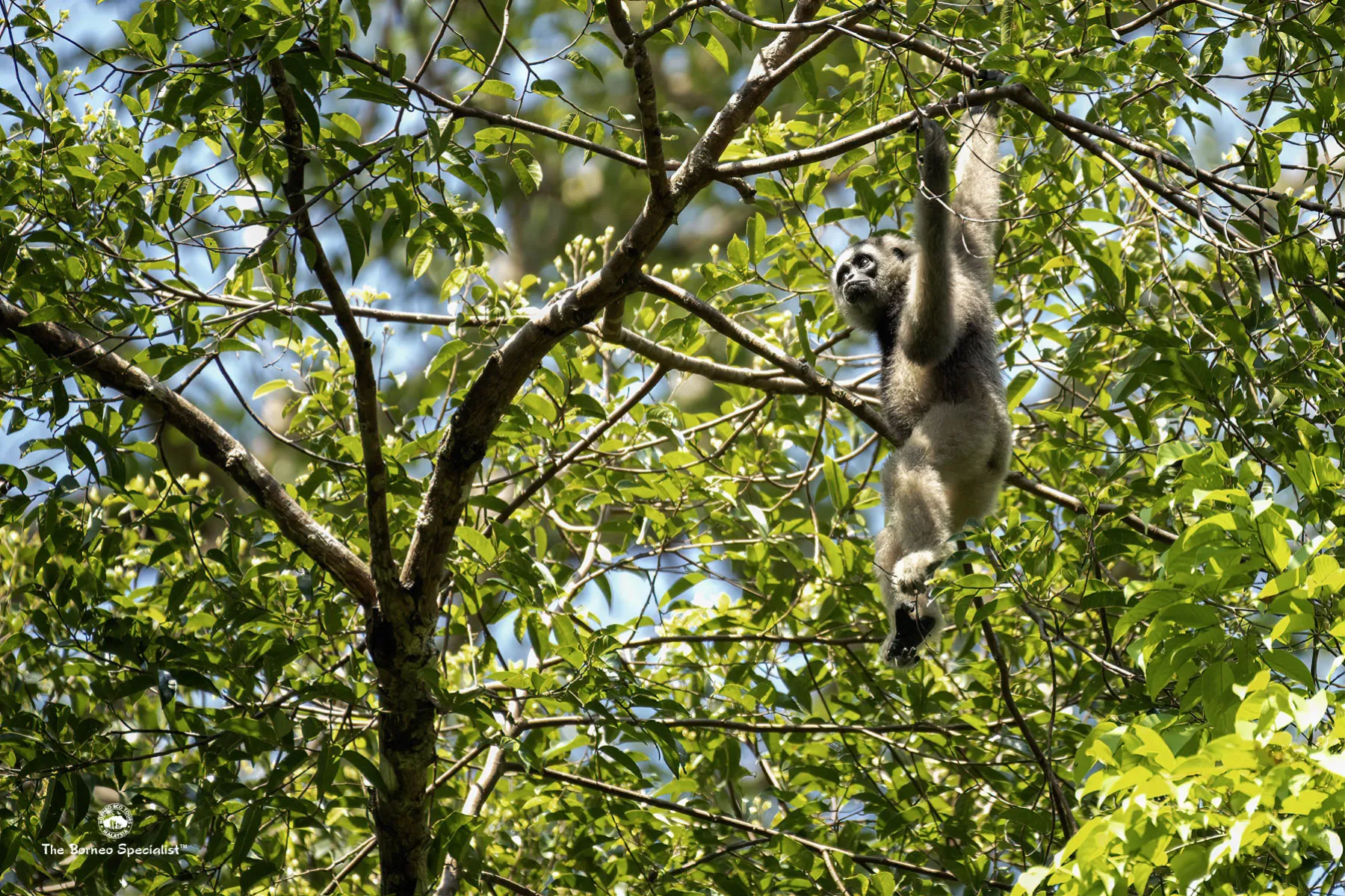 Bornean gibbon