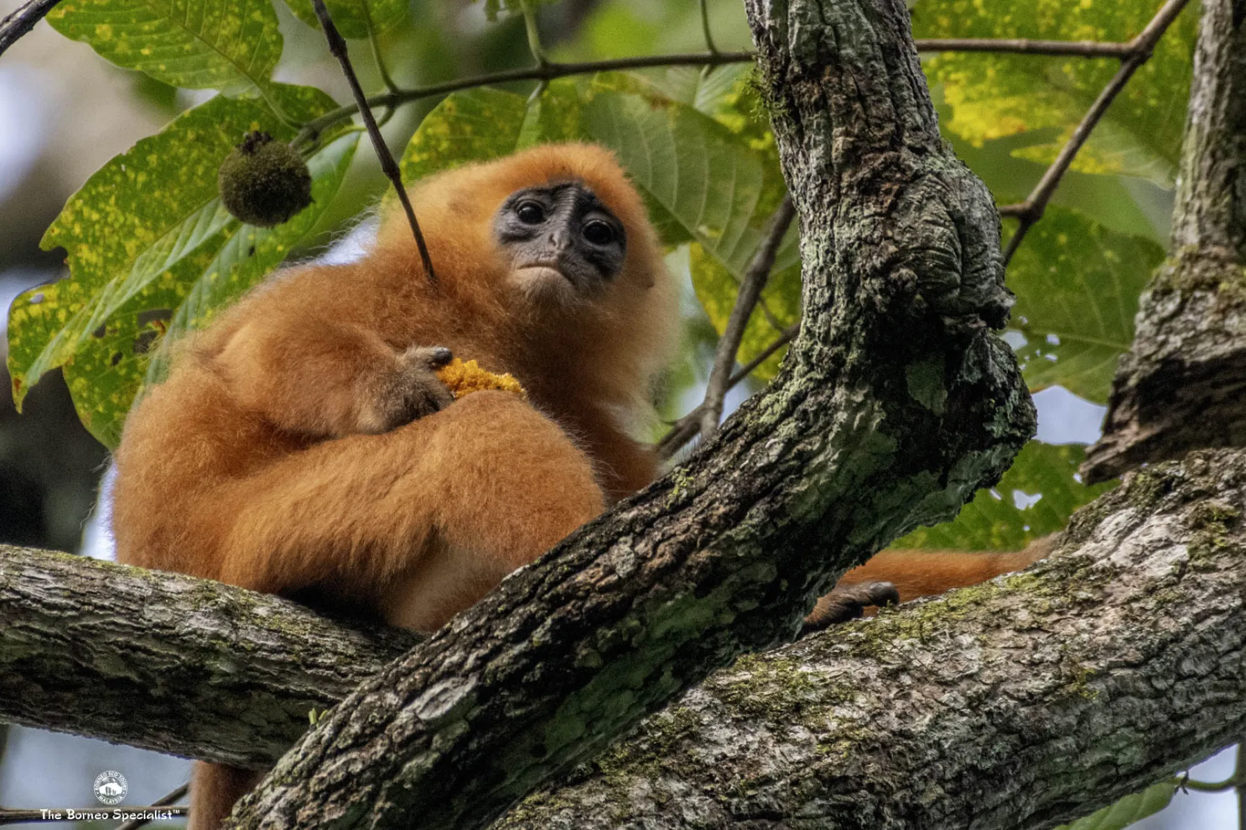 Maroon langur